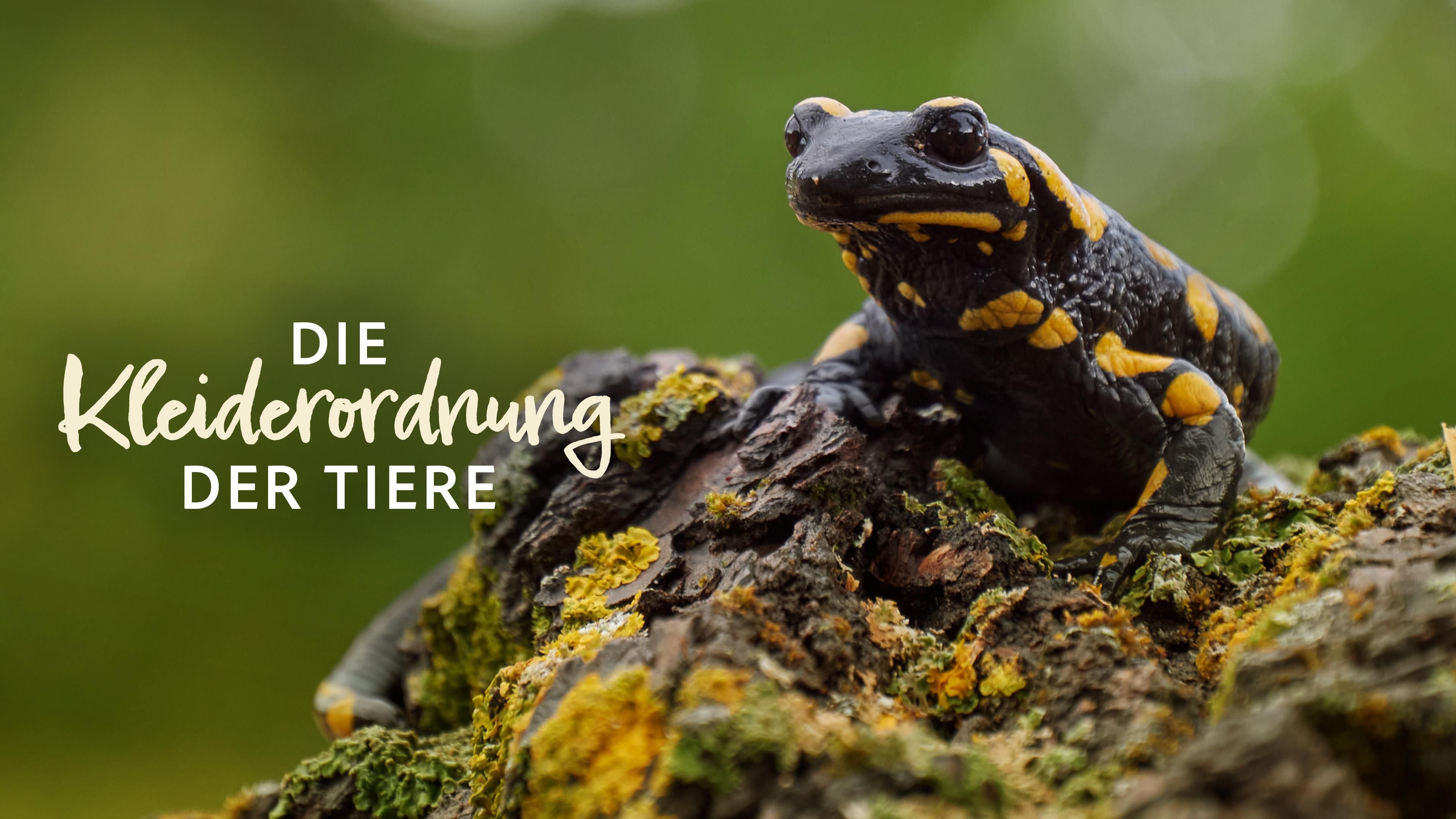 Die Kleiderordnung der Tiere