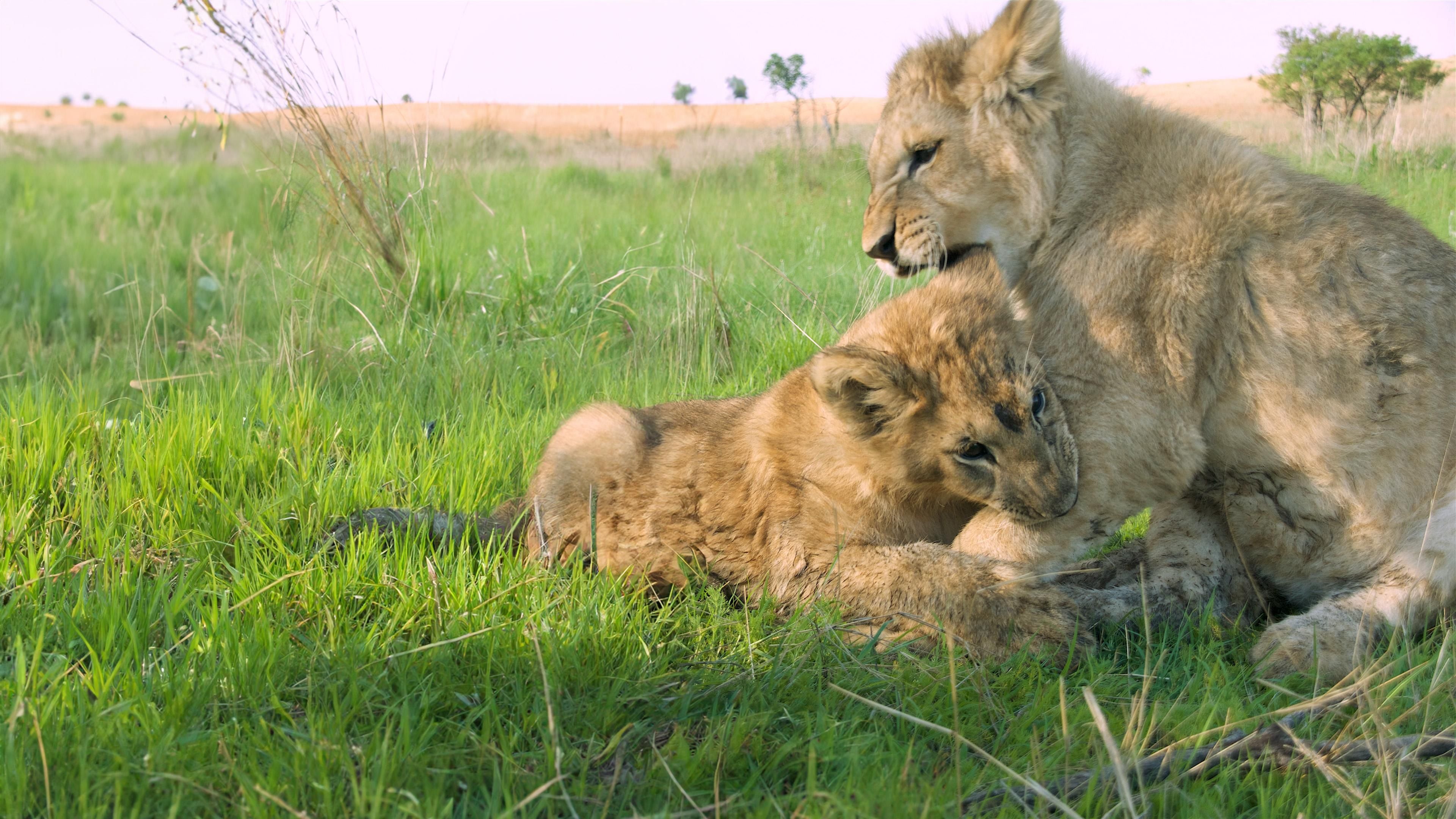 Zwei Löwen auf Reisen - Heimkehr nach Afrika