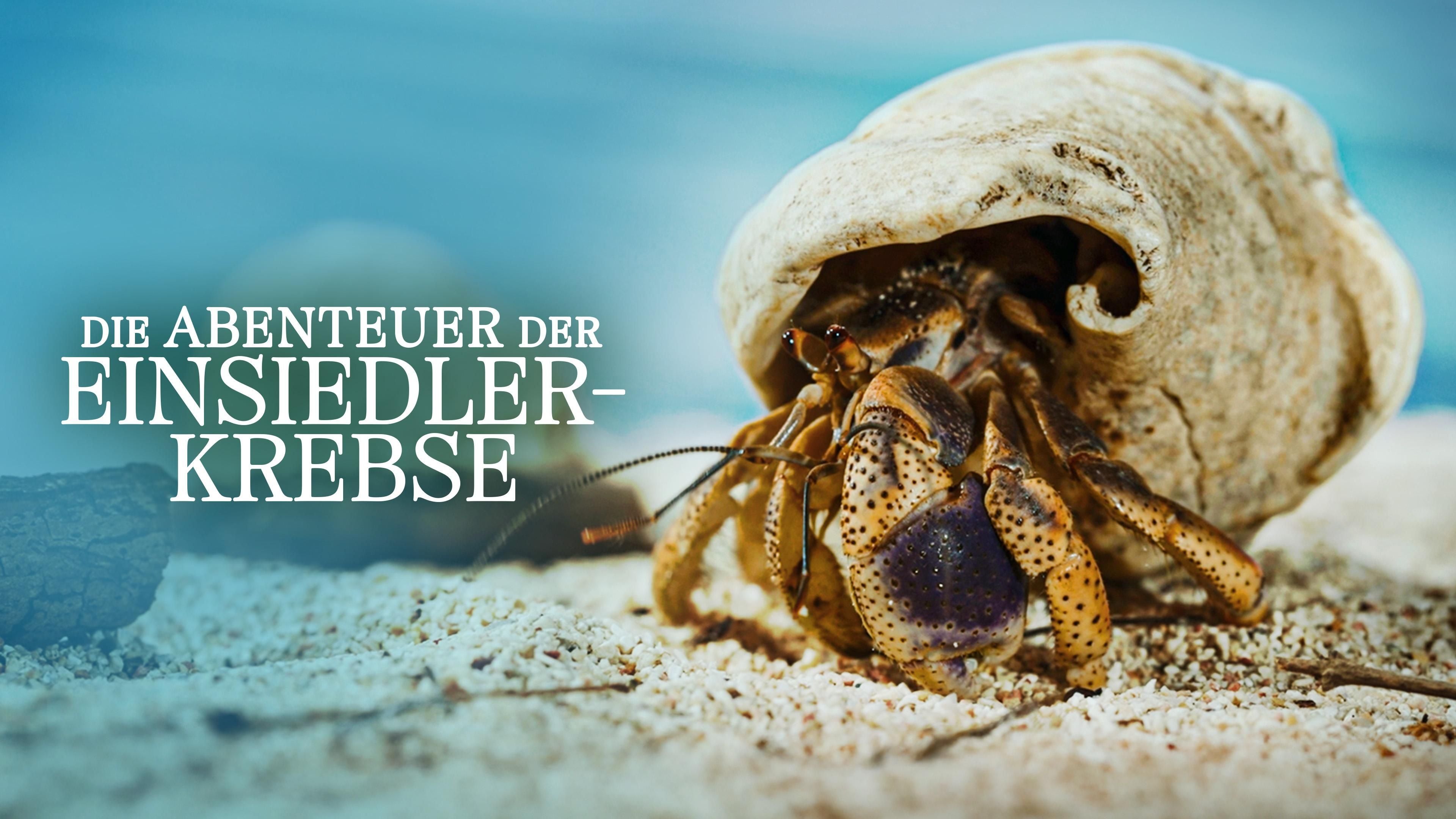 Die Abenteuer der Einsiedlerkrebse