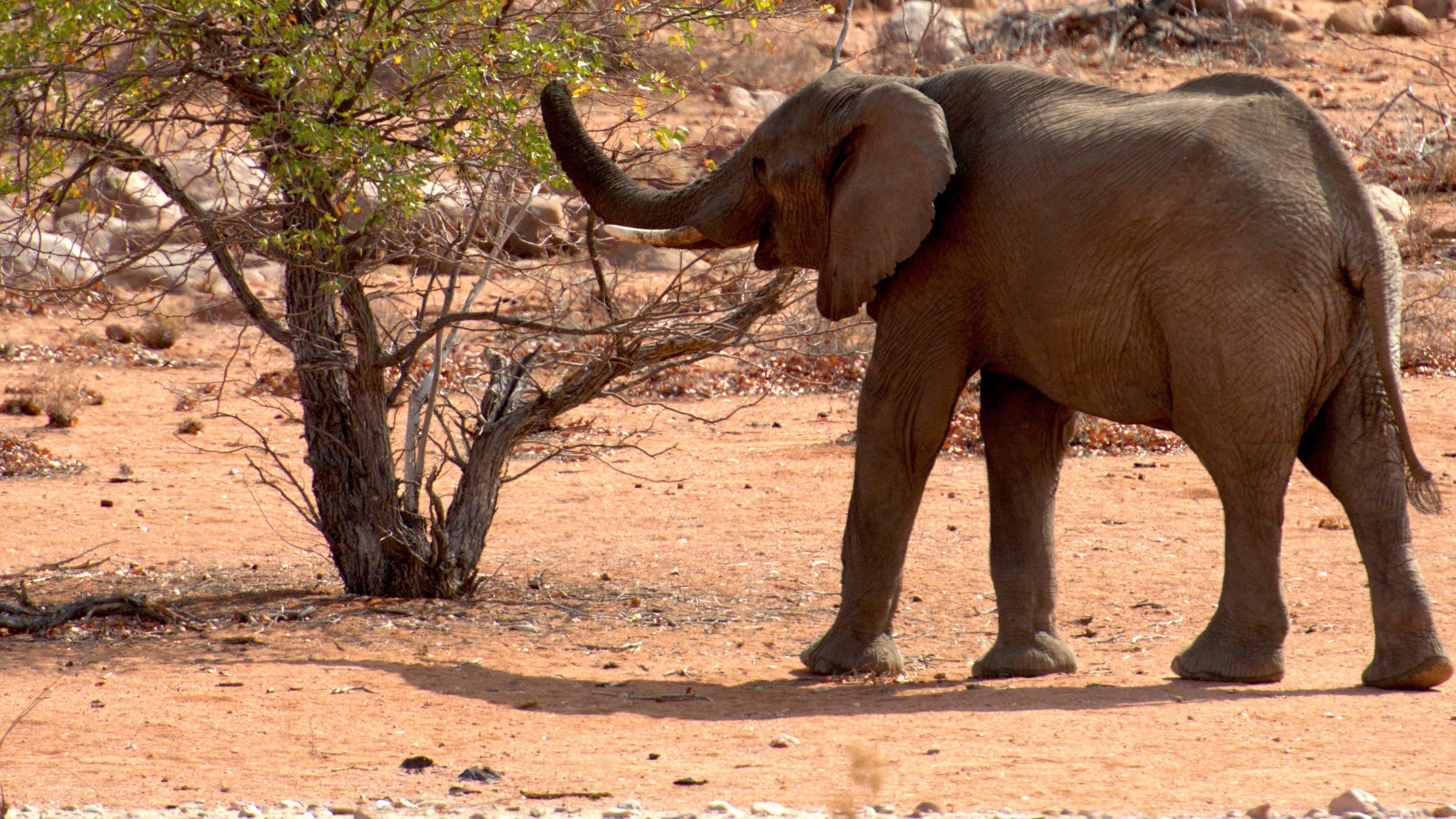 Namibia - Im Land der letzten Riesen