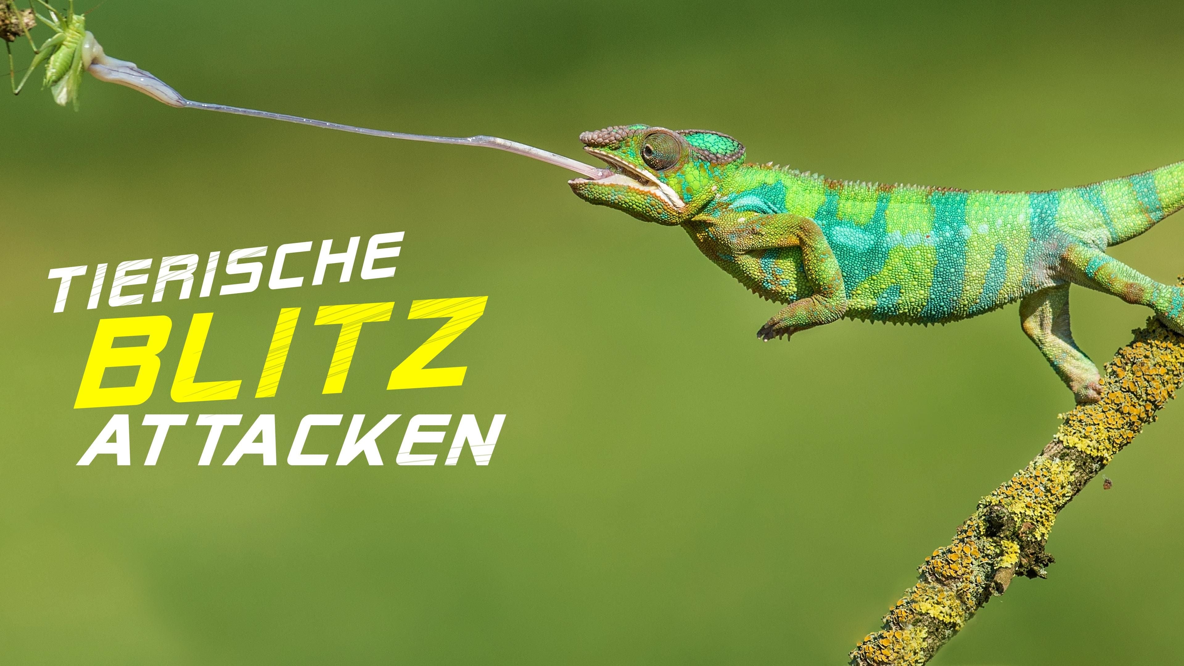 Tierische Blitzattacken