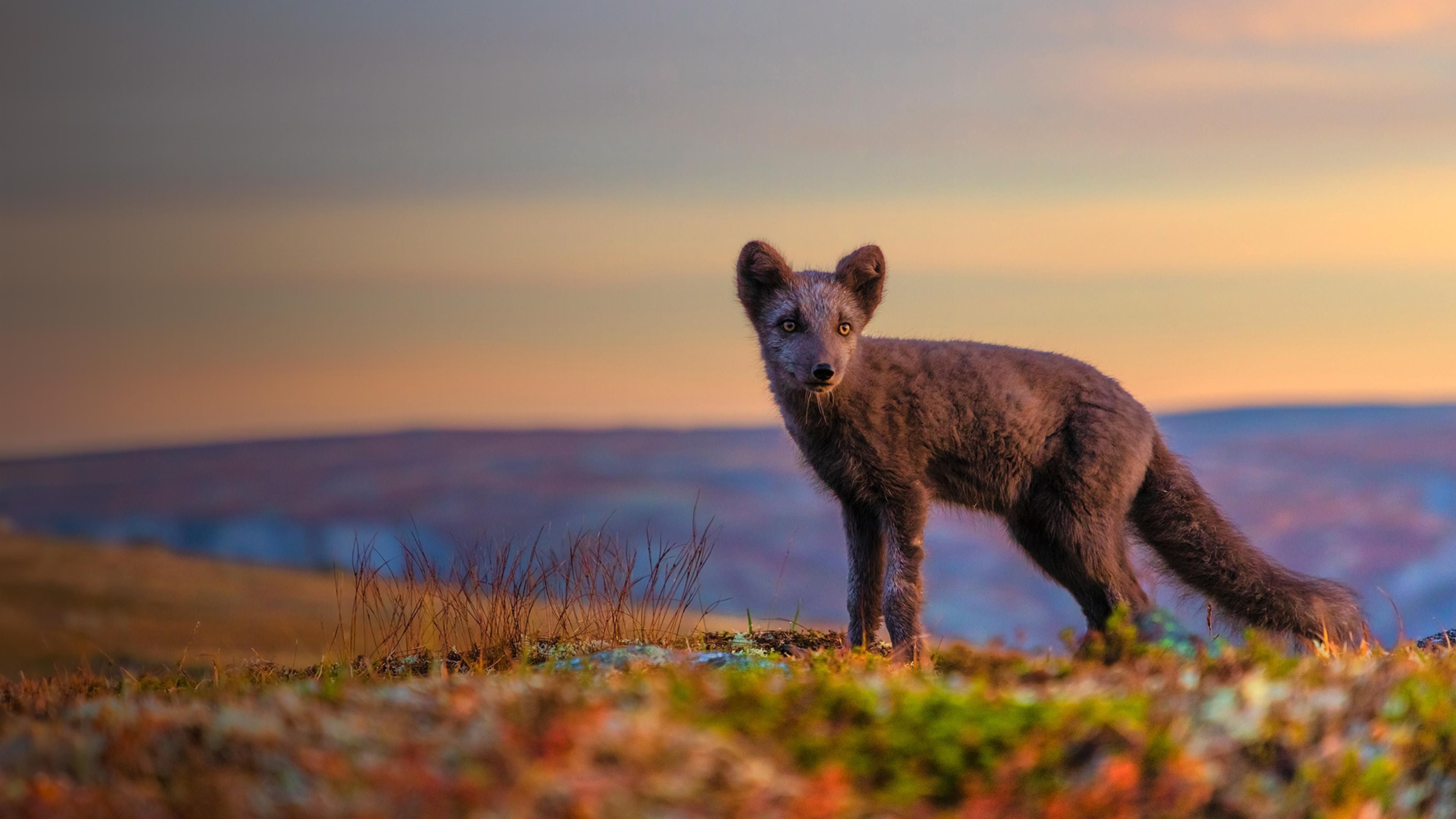 Polartag - Skandinaviens Wildnis im Sommer