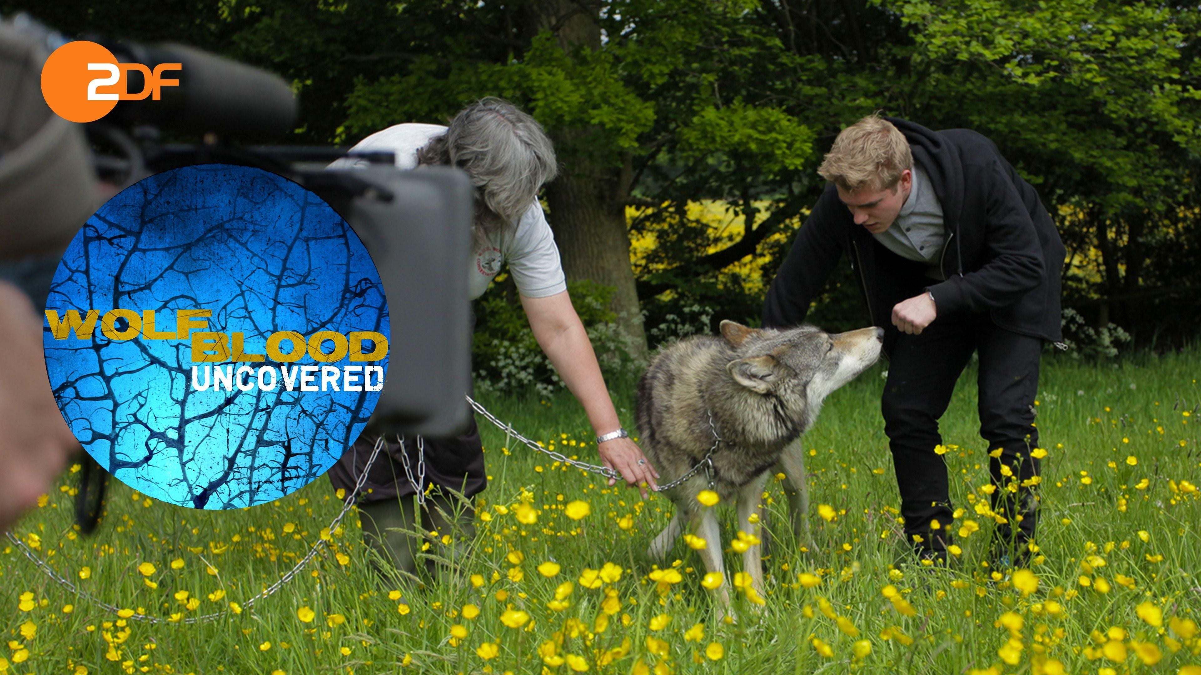 Wolfblood Entschlüsselt