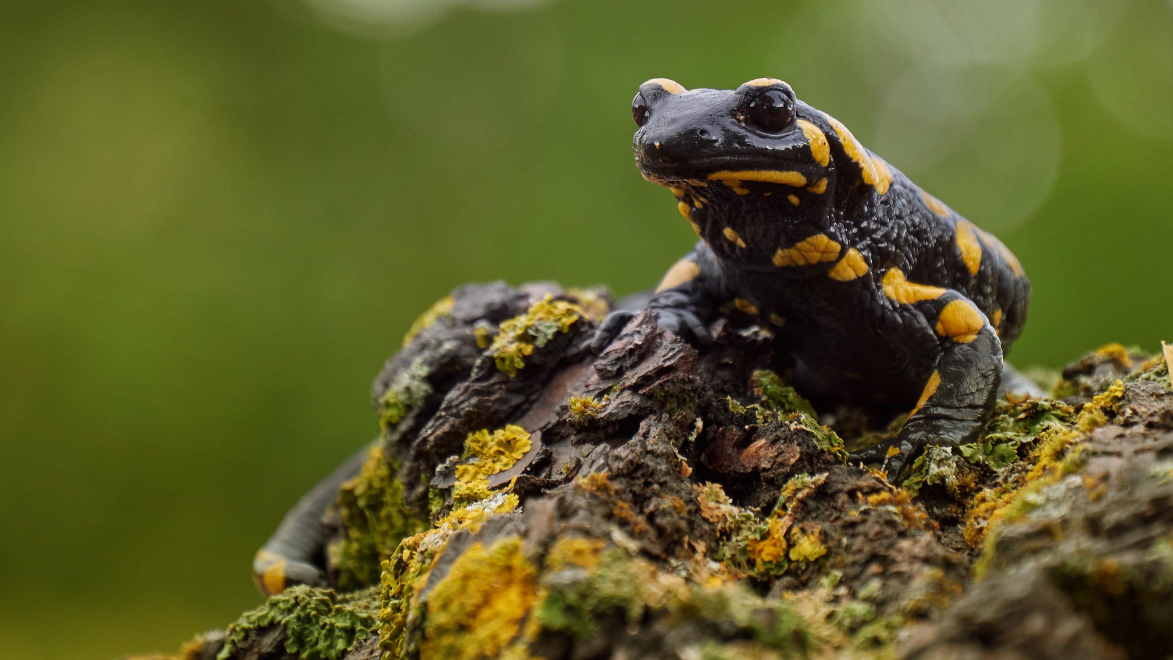 Die Kleiderordnung der Tiere