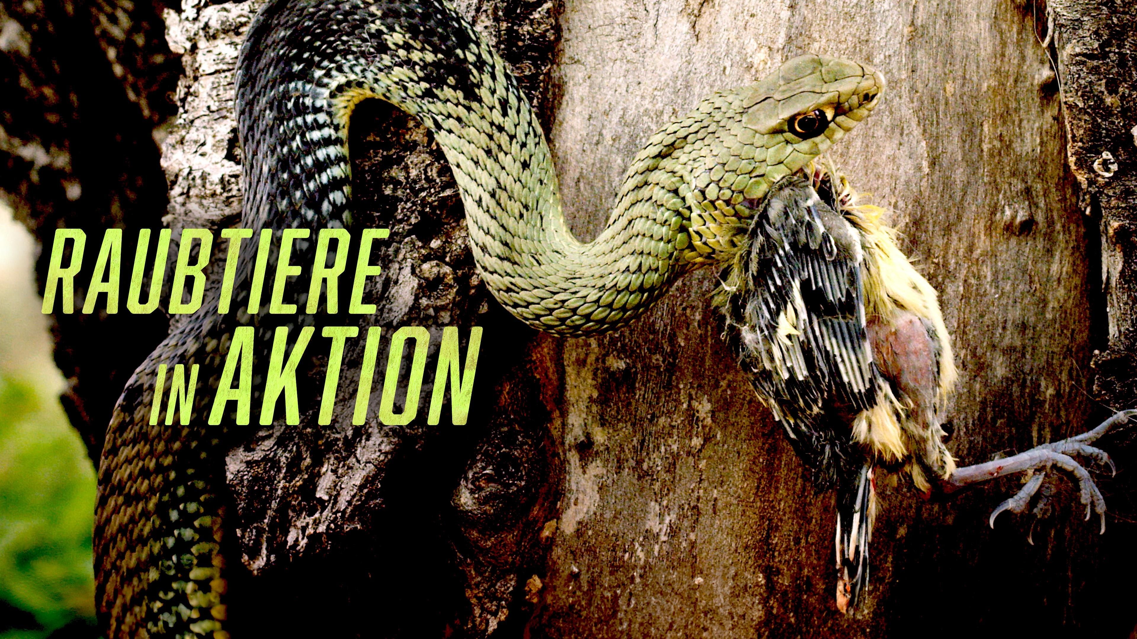 Raubtiere in Aktion