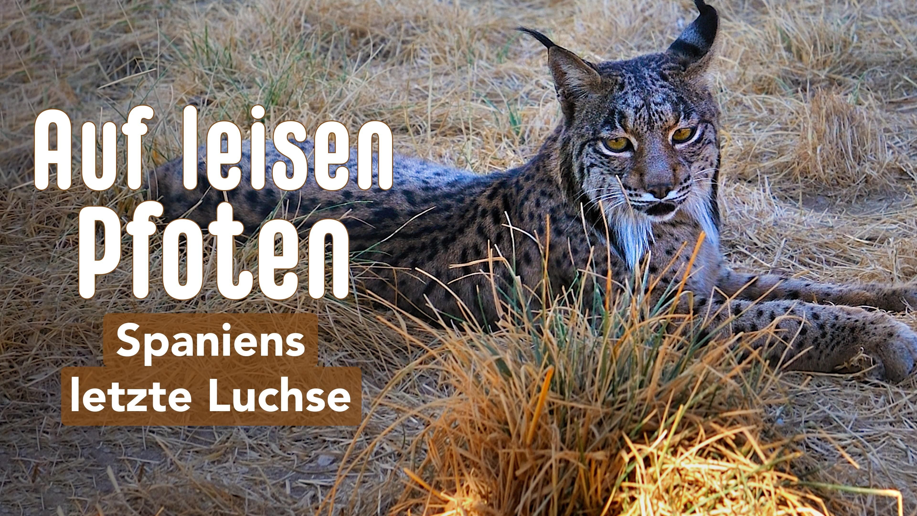 Auf leisen Pfoten - Spaniens letzte Luchse