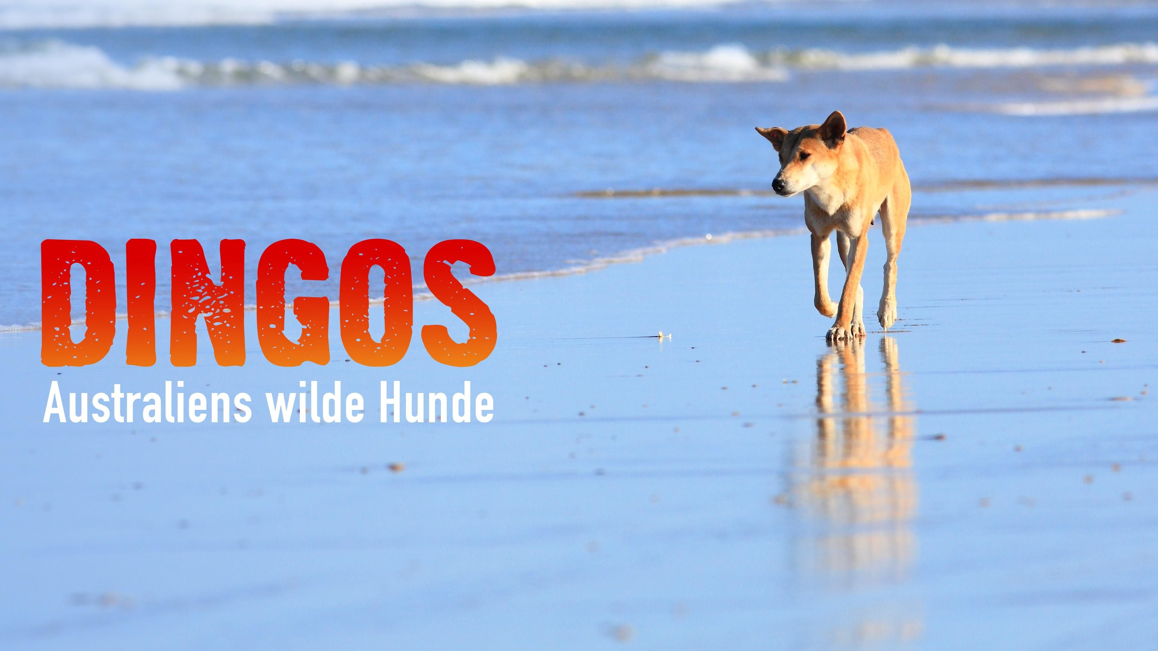 Dingos - Australiens wilde Hunde