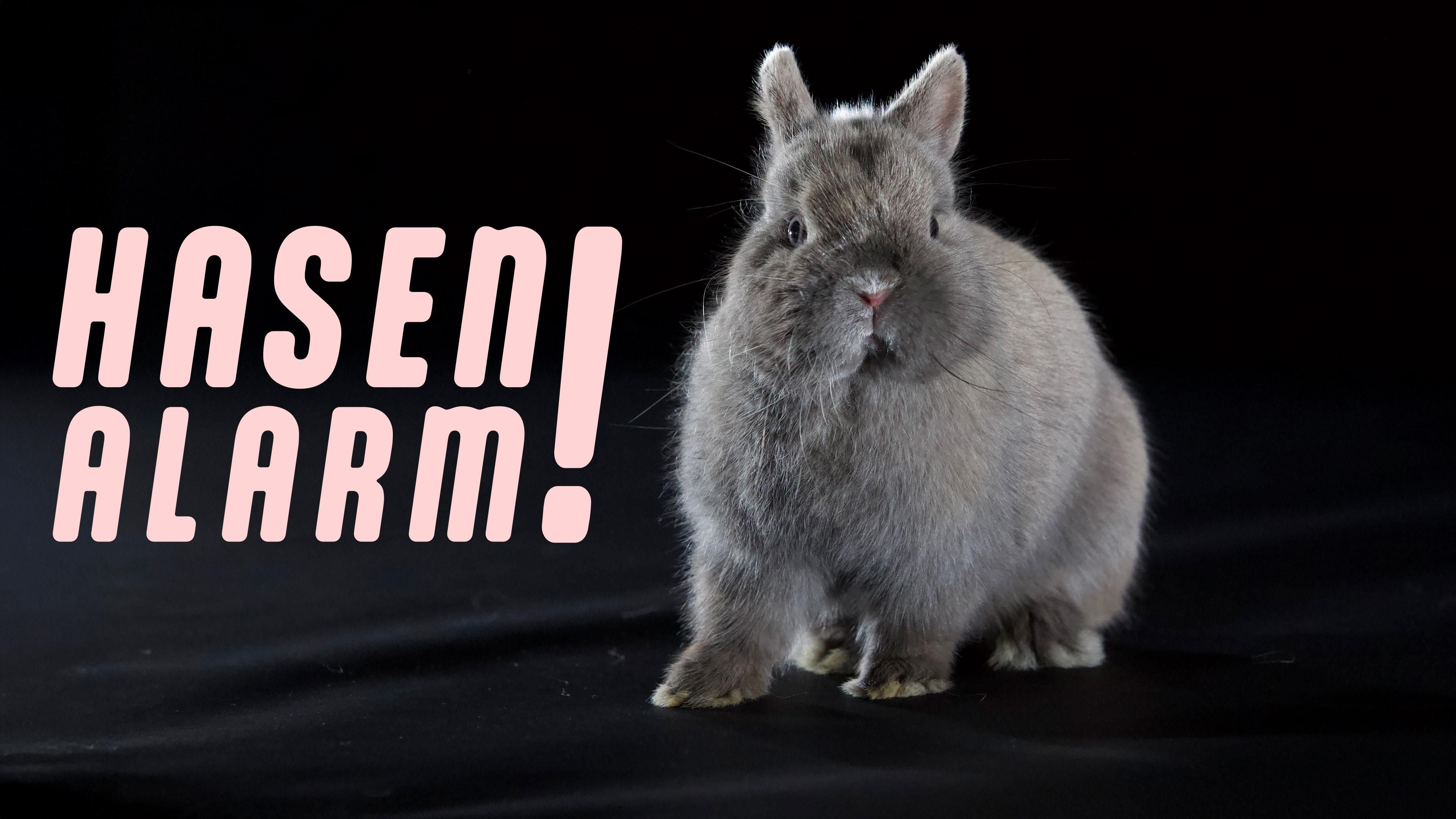 Hasenalarm!