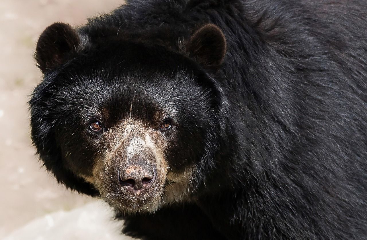 besonderes Wildtierfleisch in Slowenien