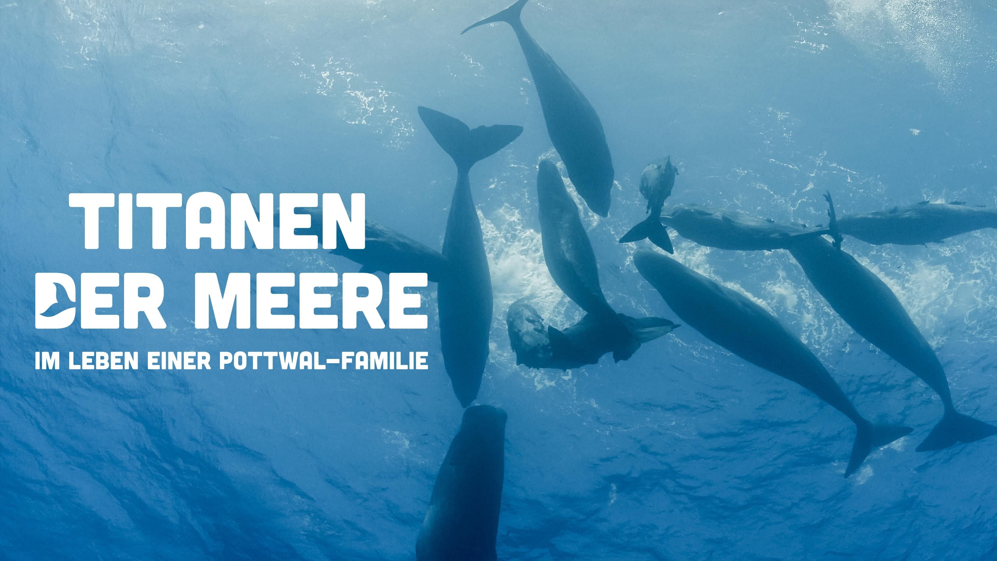 Titanen der Meere - Im Leben einer Pottwal-Familie