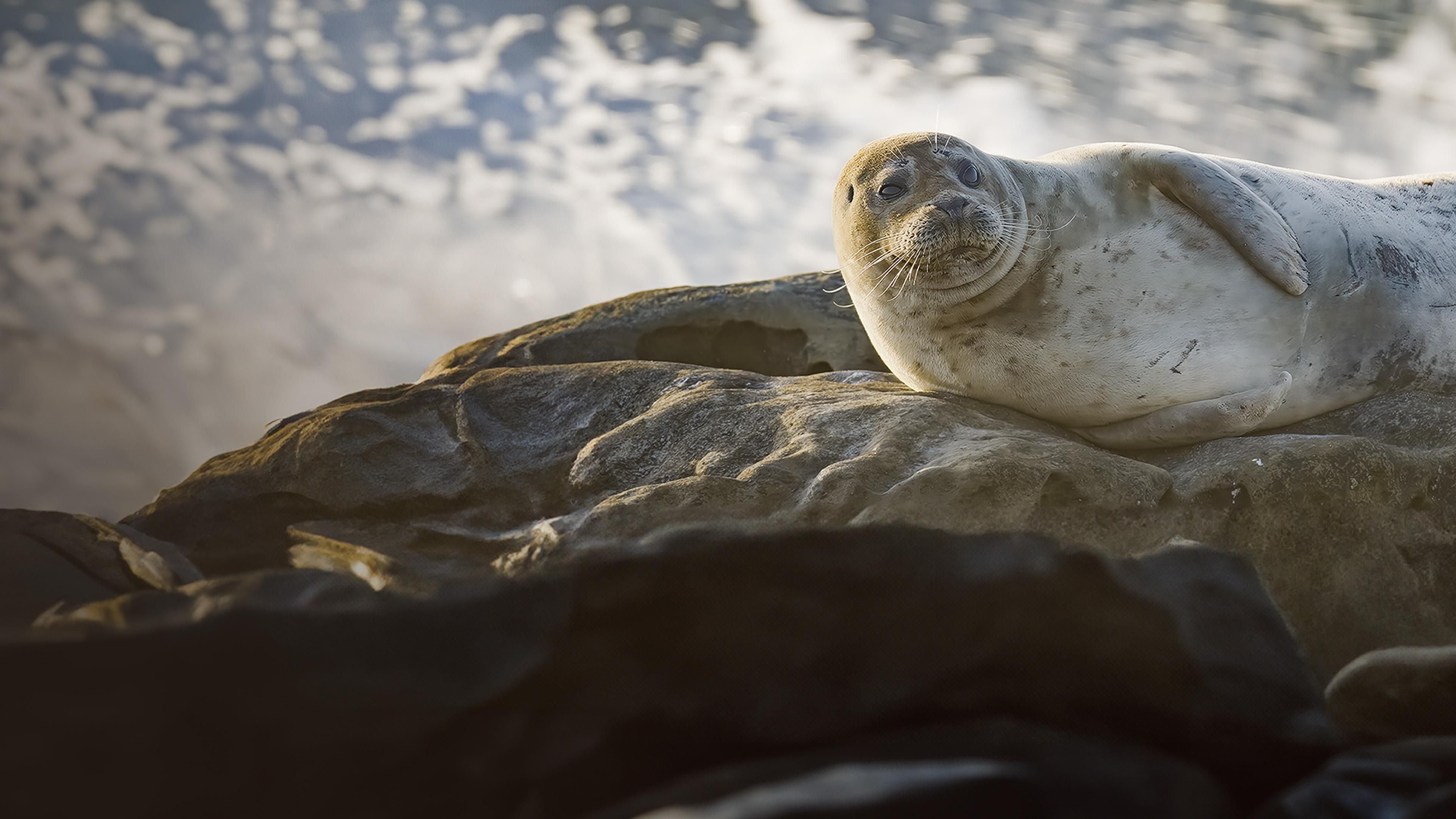 San Diego - Oase der Tierwelt