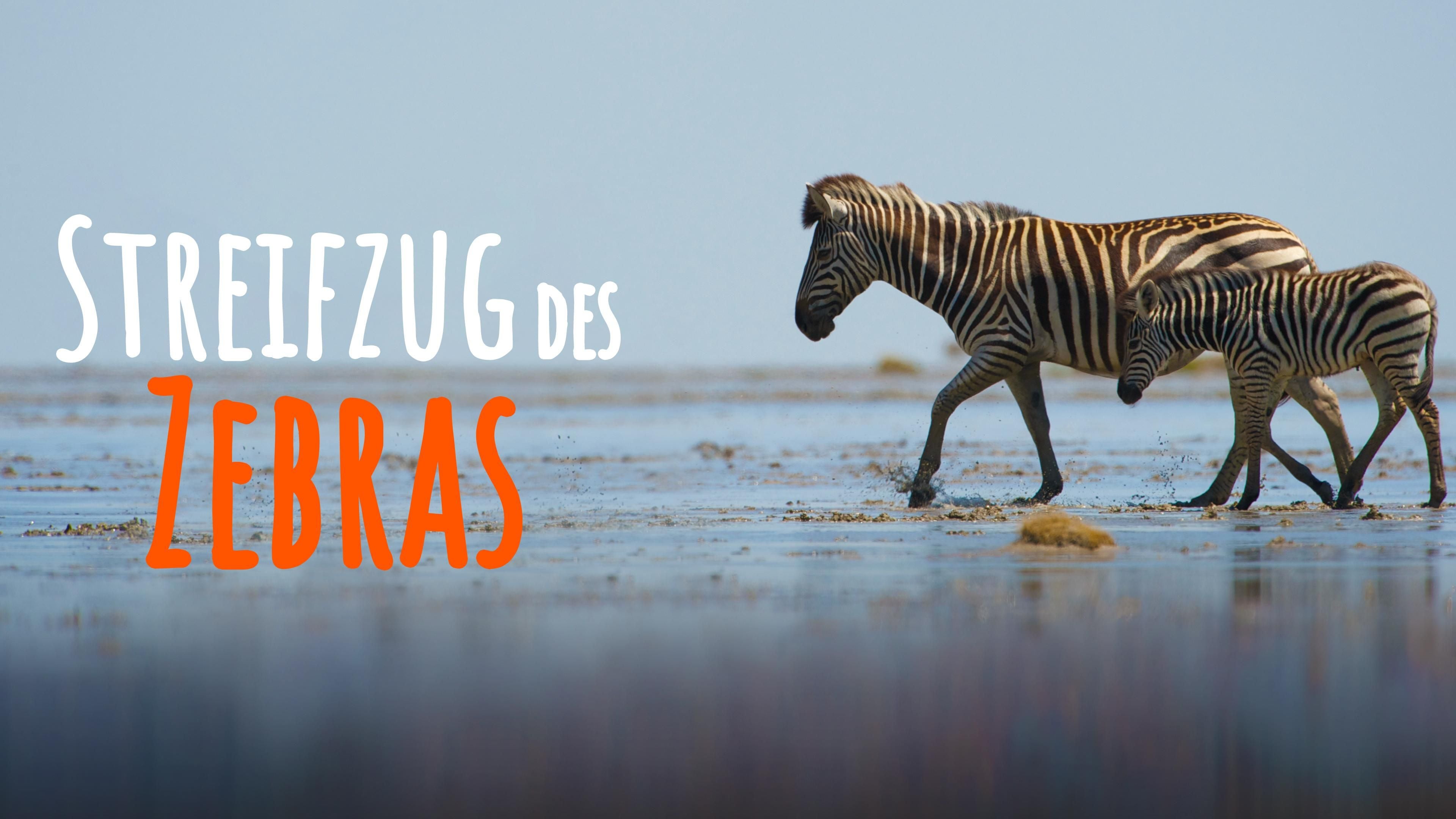 Streifzug des Zebras