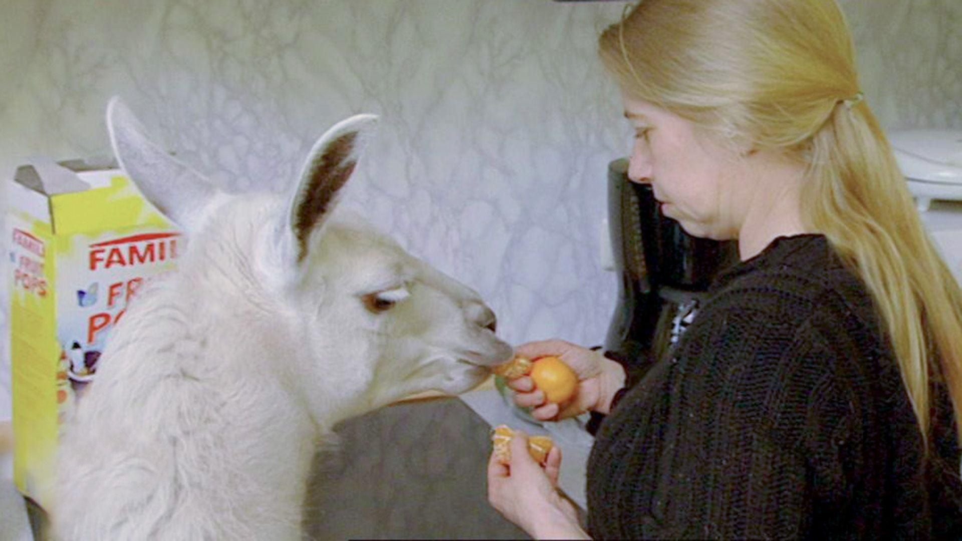 Eine Prothese für Lama "Socke"