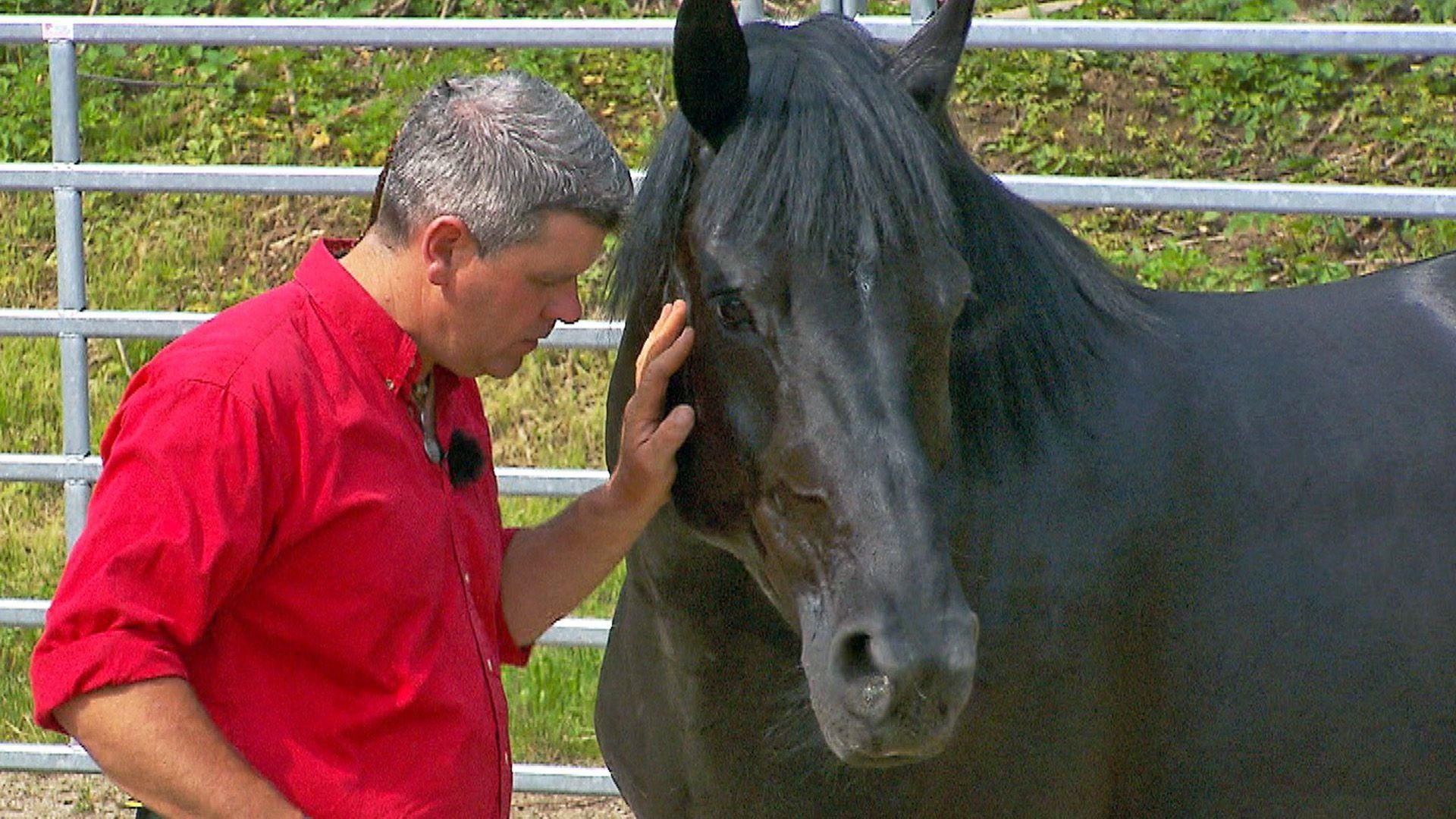Heute u.a. mit: Warmblutstute "Babsi"