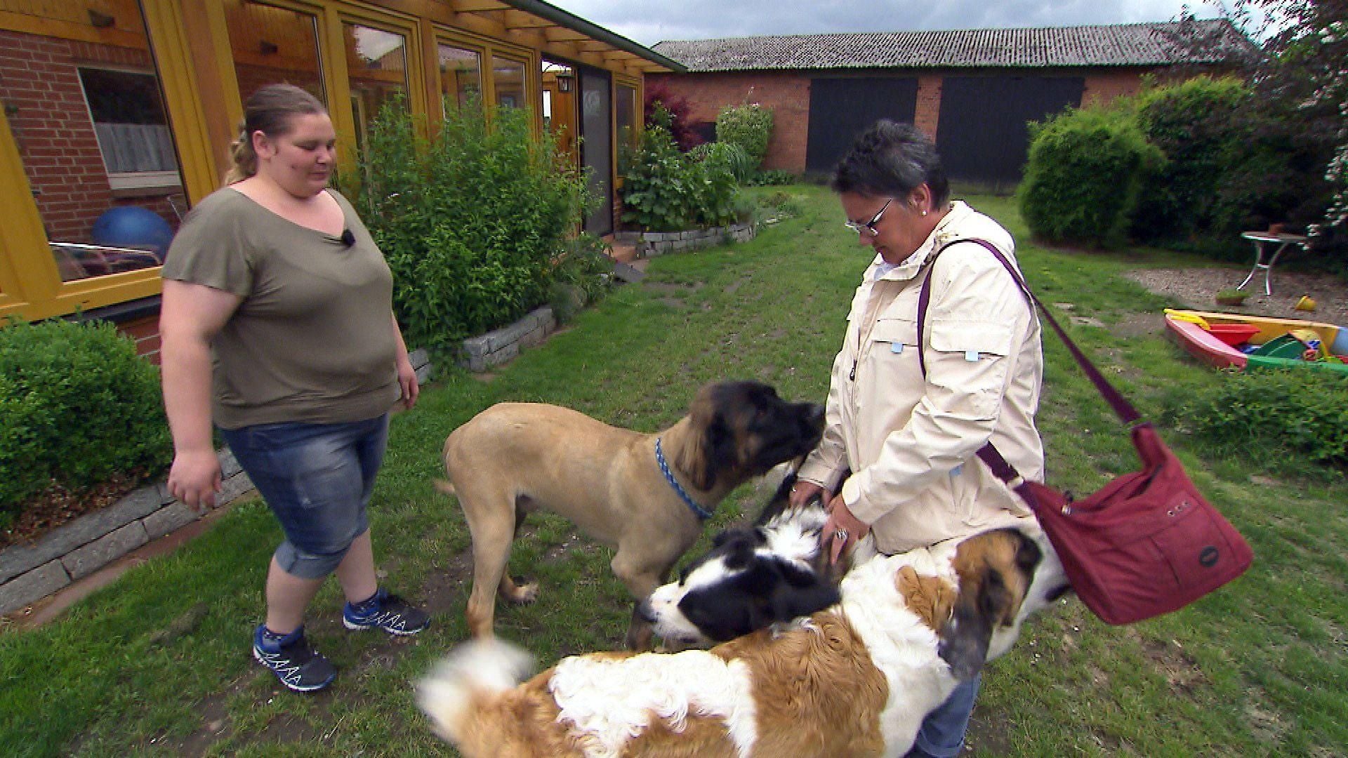 Tinas vs. Carolas Hunde-Rudel