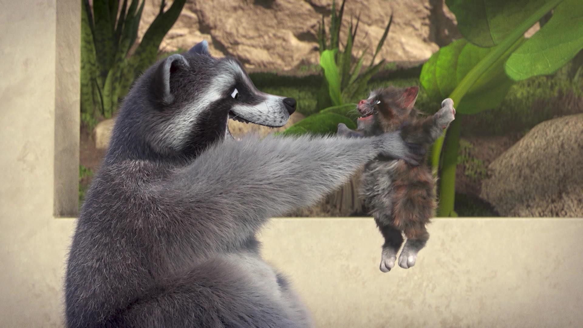 Der Katzenwaschbär
