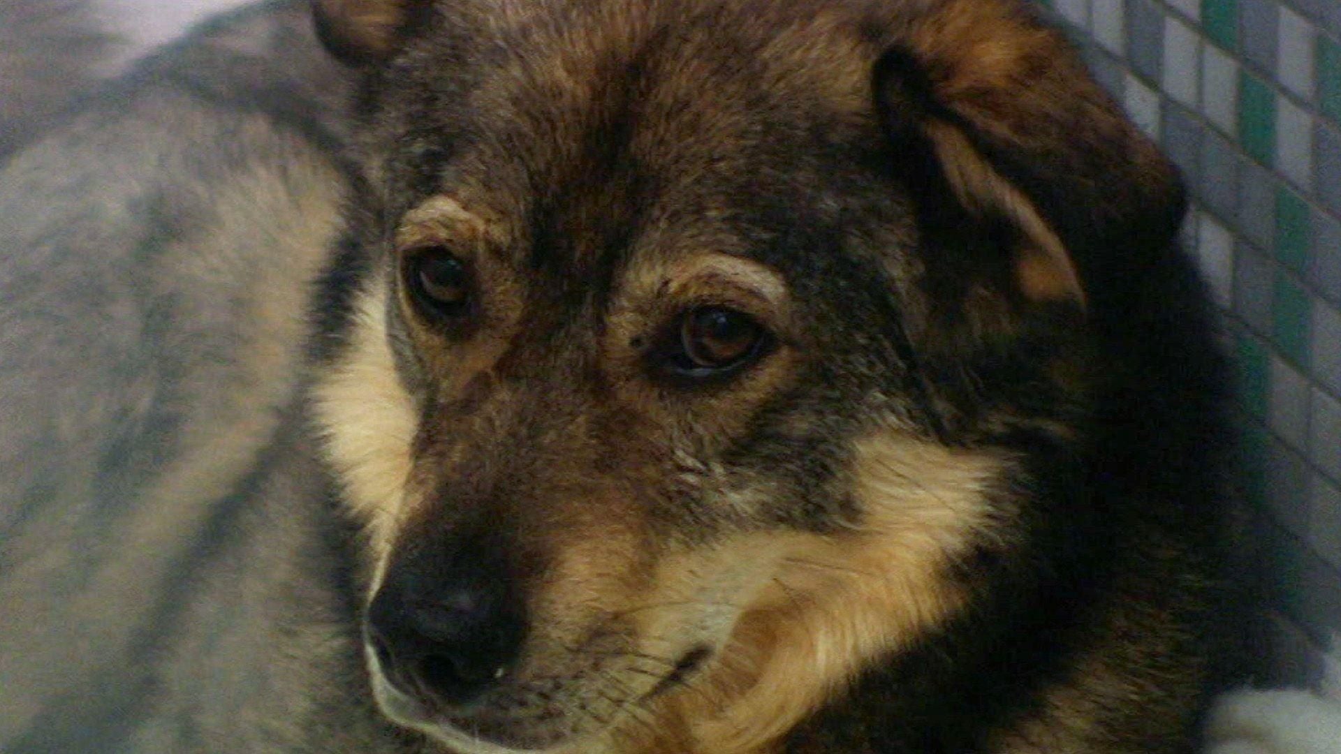Rumänische Straßenhunde