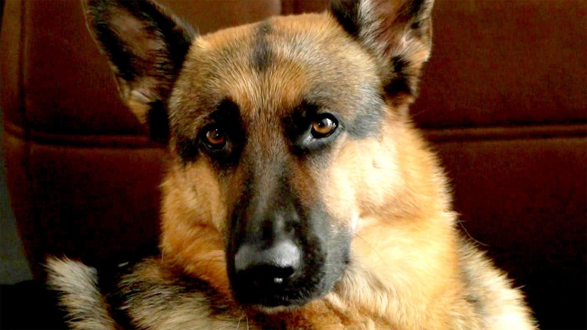Schäferhund Butsch hat eine gravierende Macke.
