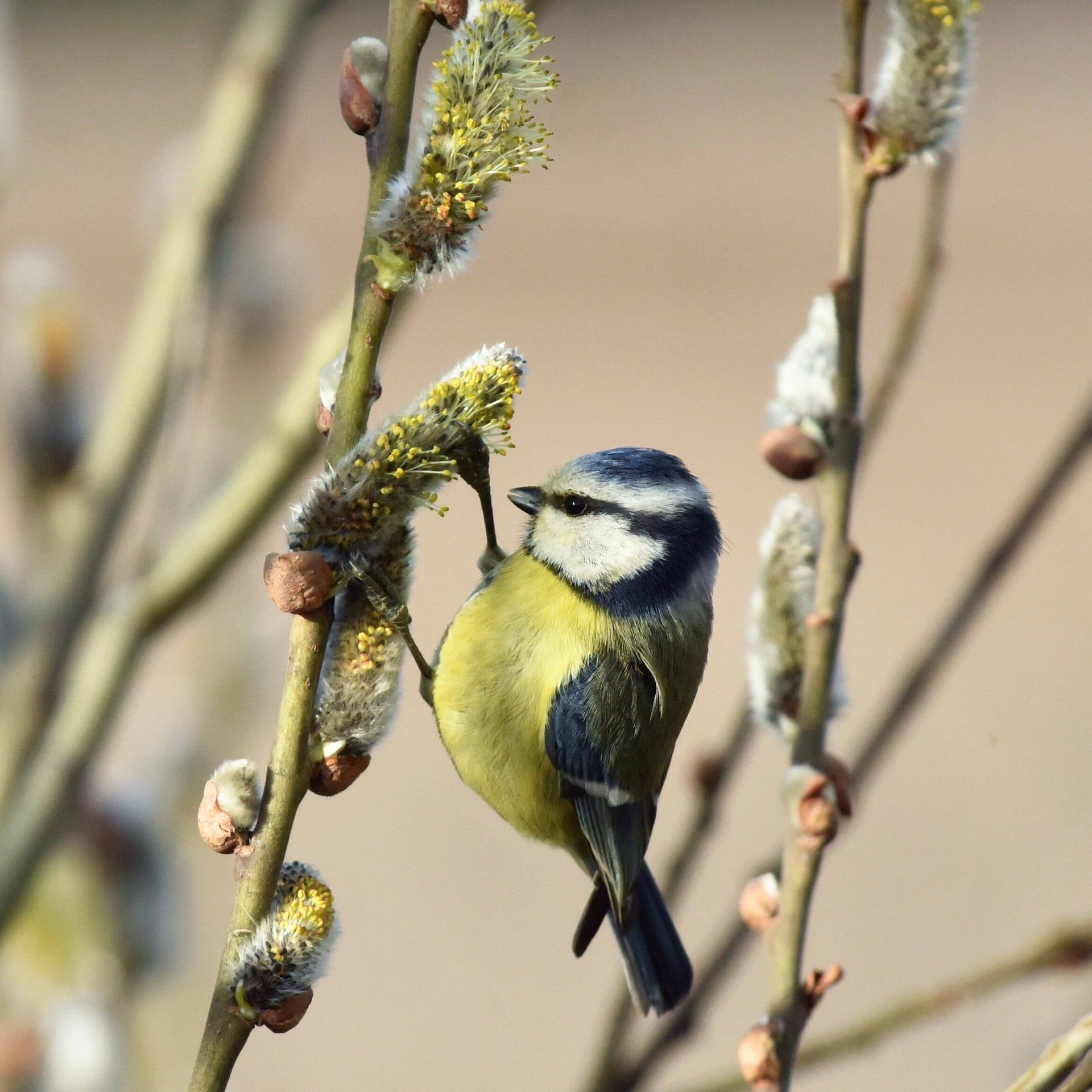 Haben Vögel im Frühling mehr Hunger als im Winter?
