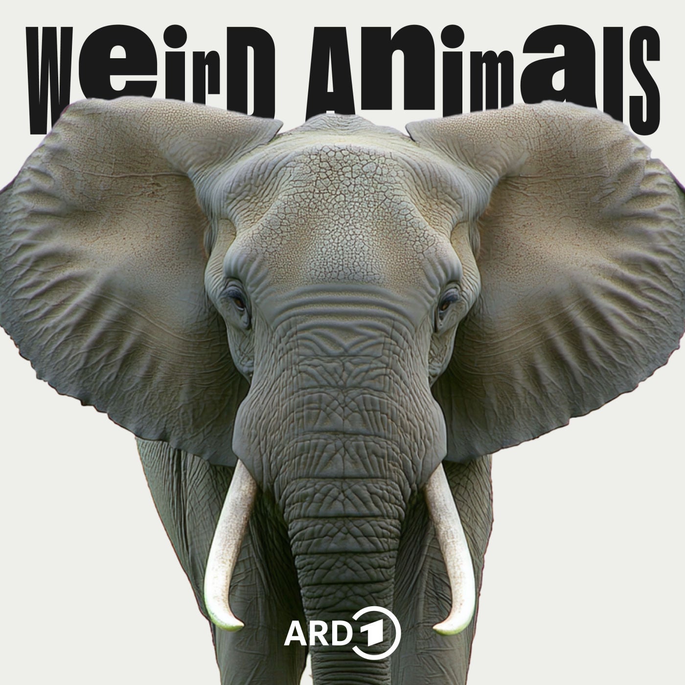 Elefant - Das menschenähnlichste Tier?