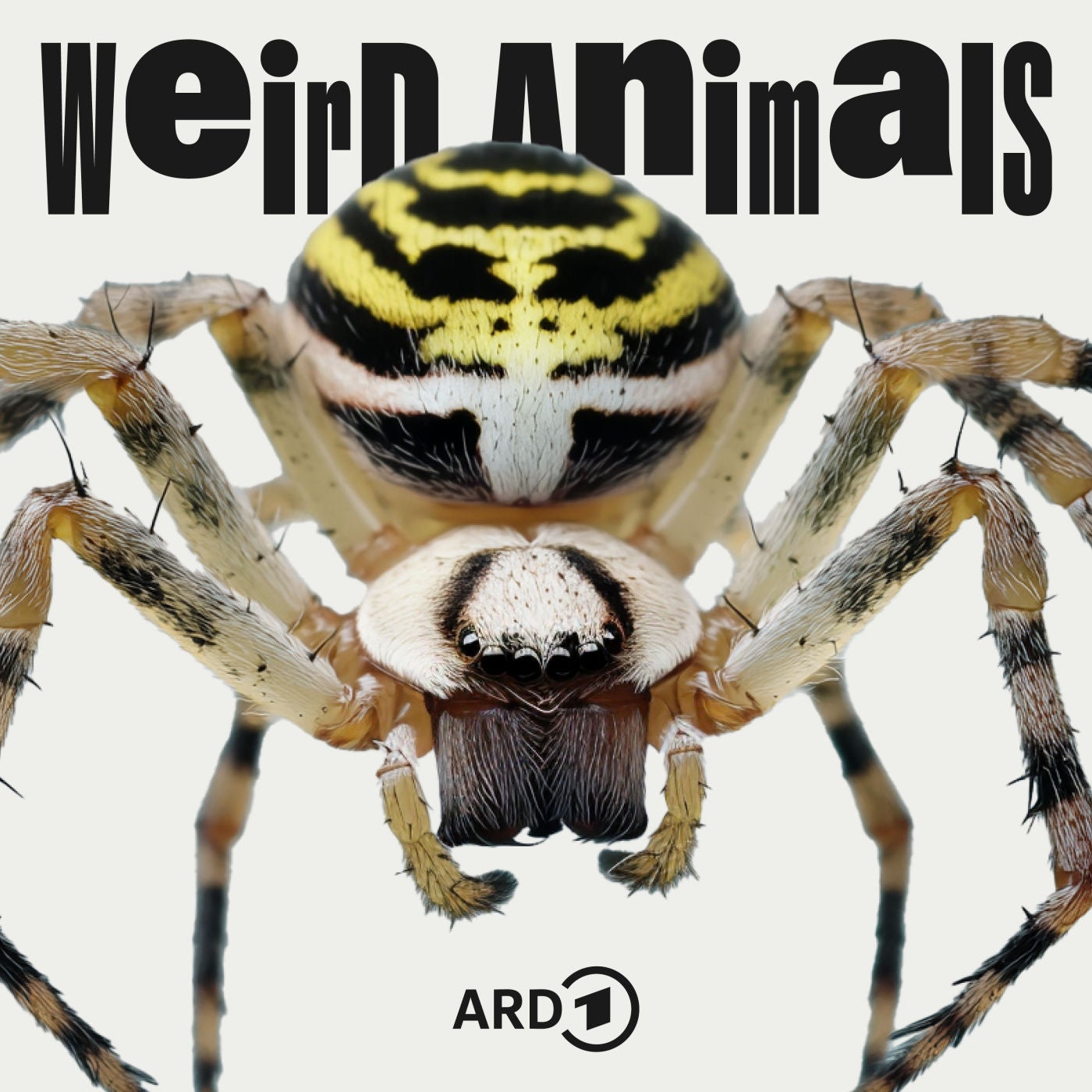 Wespenspinne - Fliegender Albtraum?