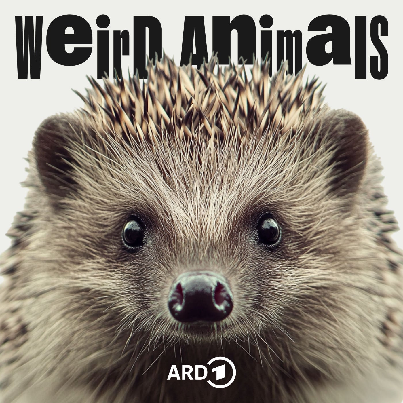 Igel - Ist unsere Hilfe tödlich?
