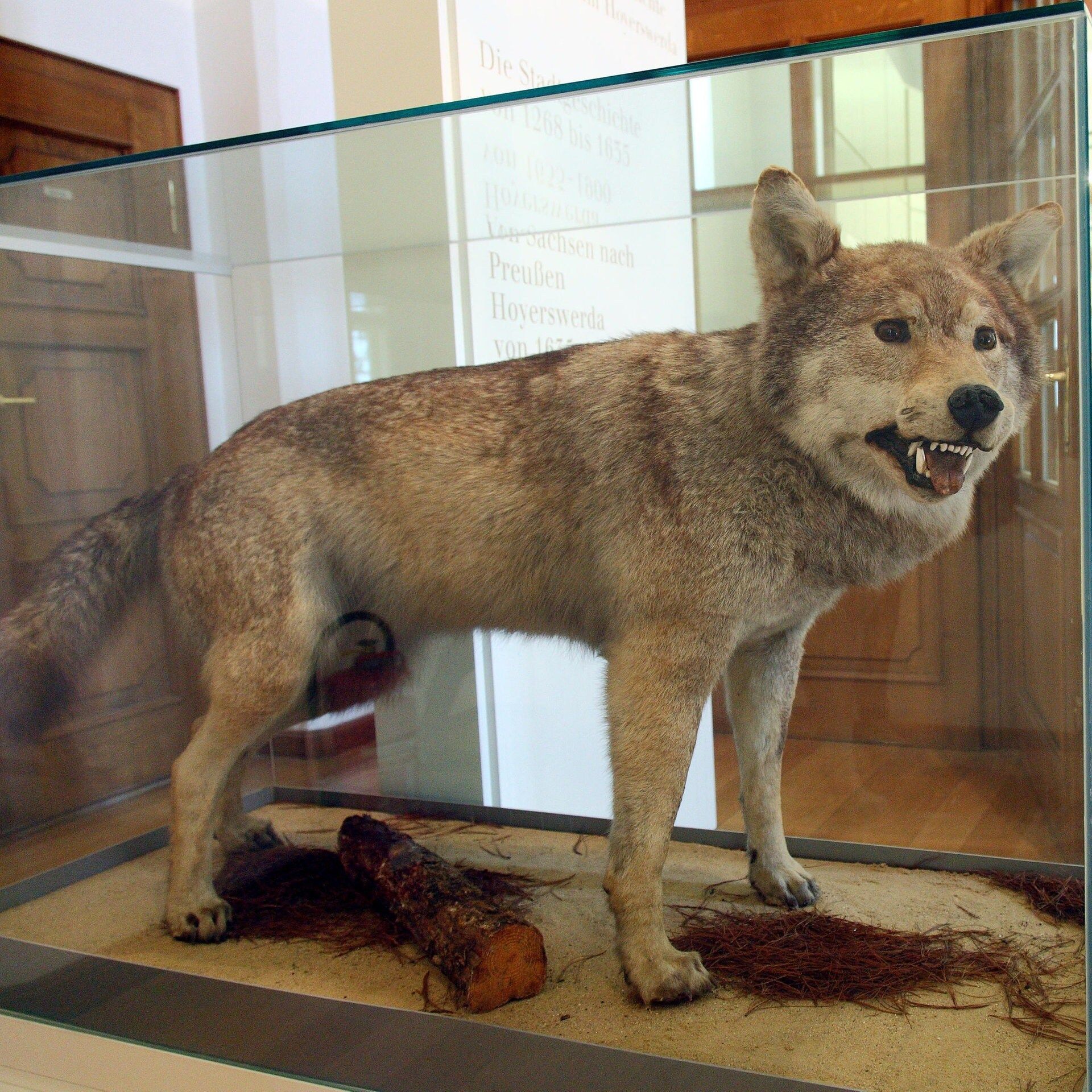 27.02.1904: Der letzte Wolf Deutschlands wird abgeschossen