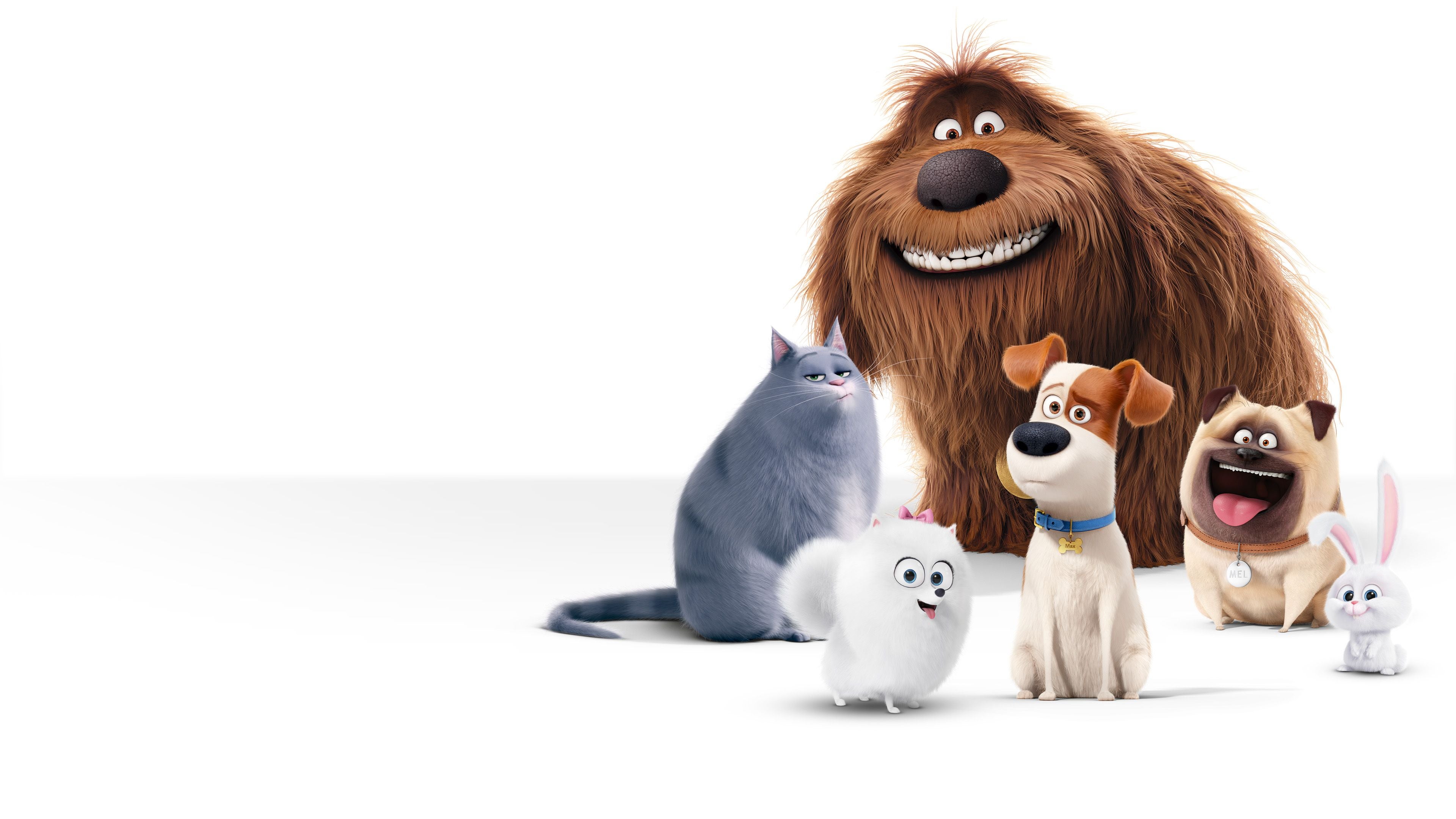 Pets