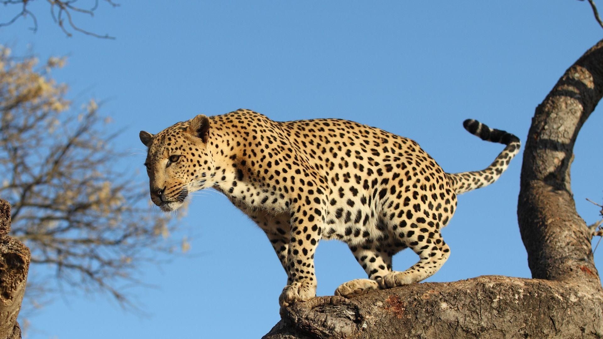 Afrika