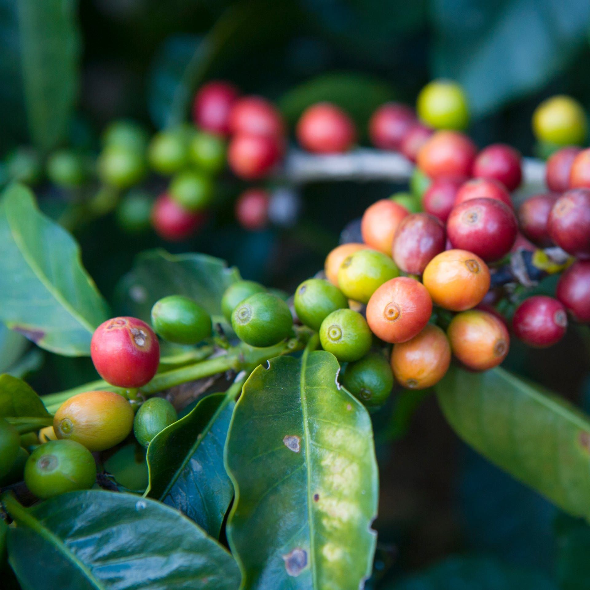 Vielfältige Kaffeesorten – Mehr als Arabica und Robusta