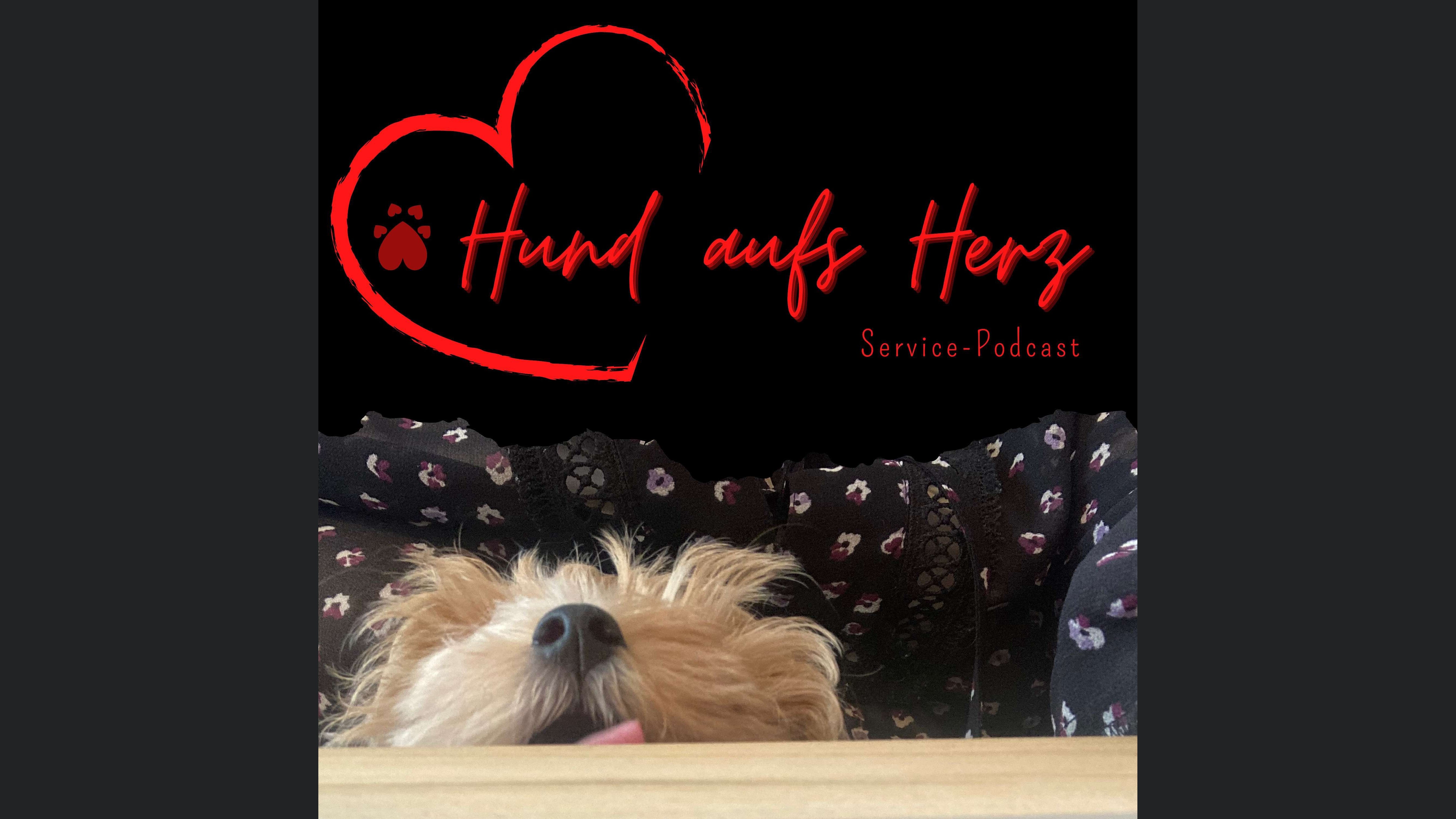Hund aufs Herz
