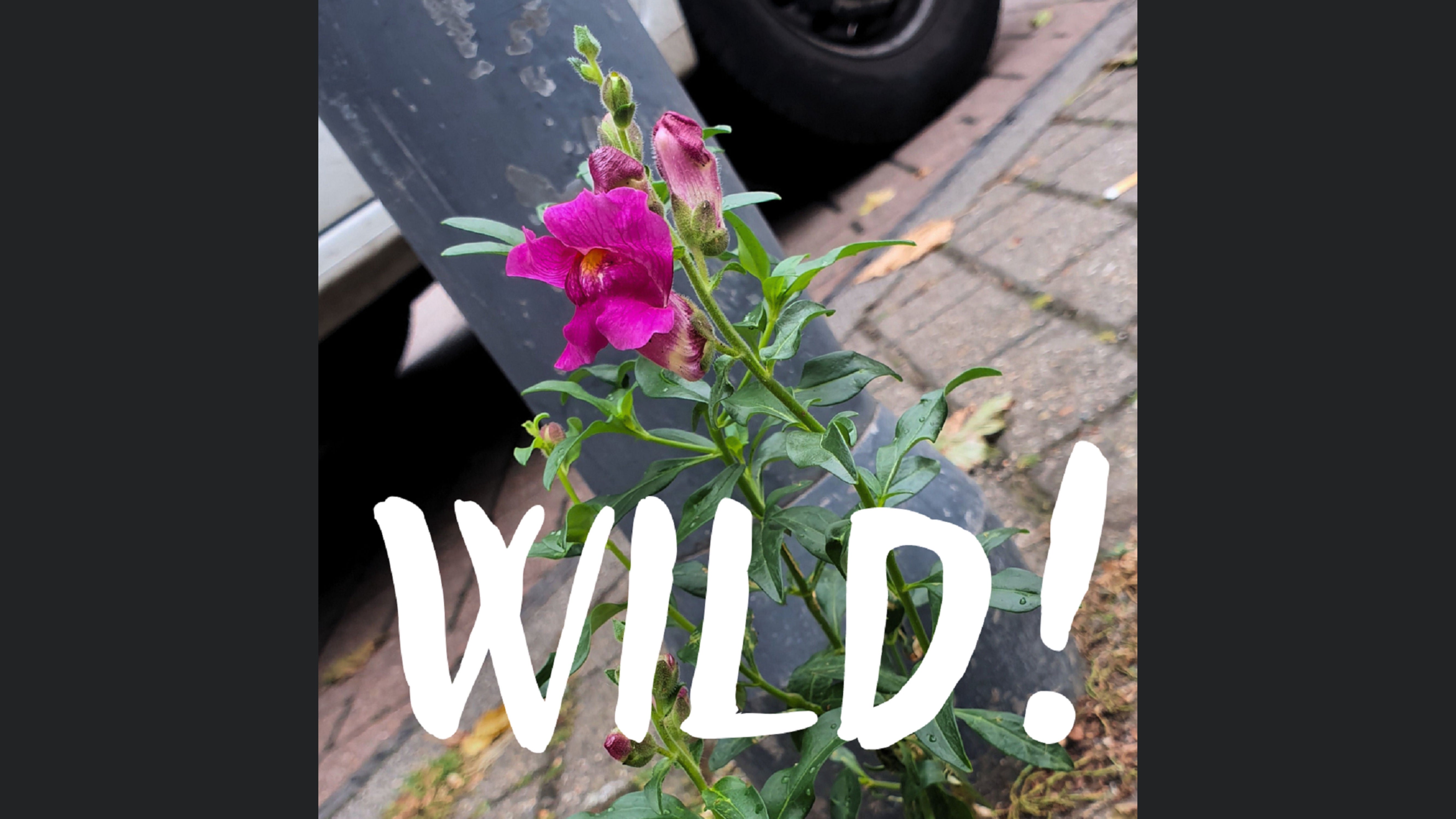 Wild!