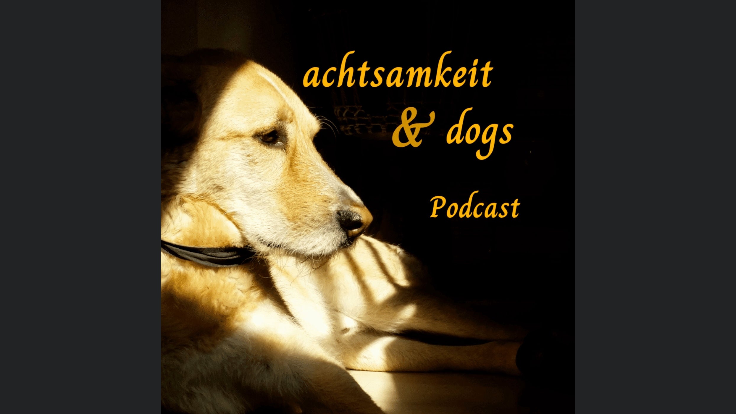 achtsamkeit & dogs