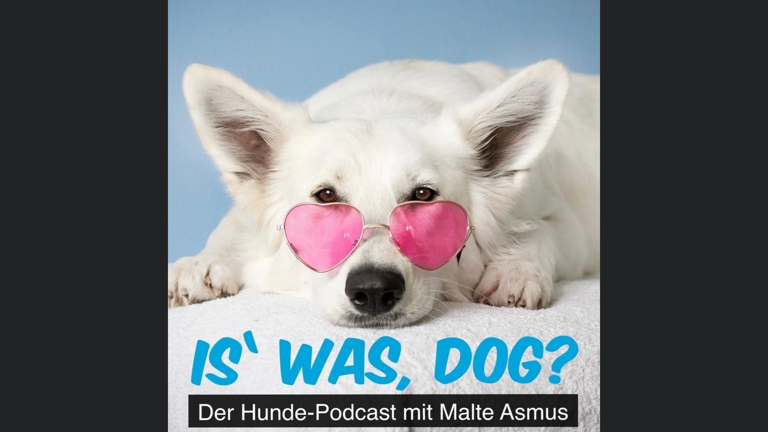Is' was, dog?