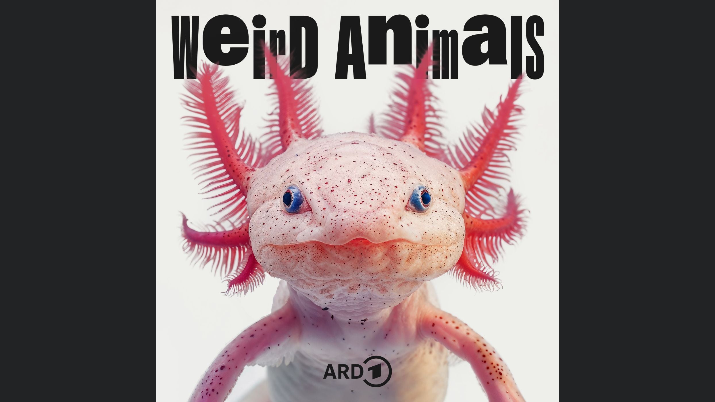 Weird Animals