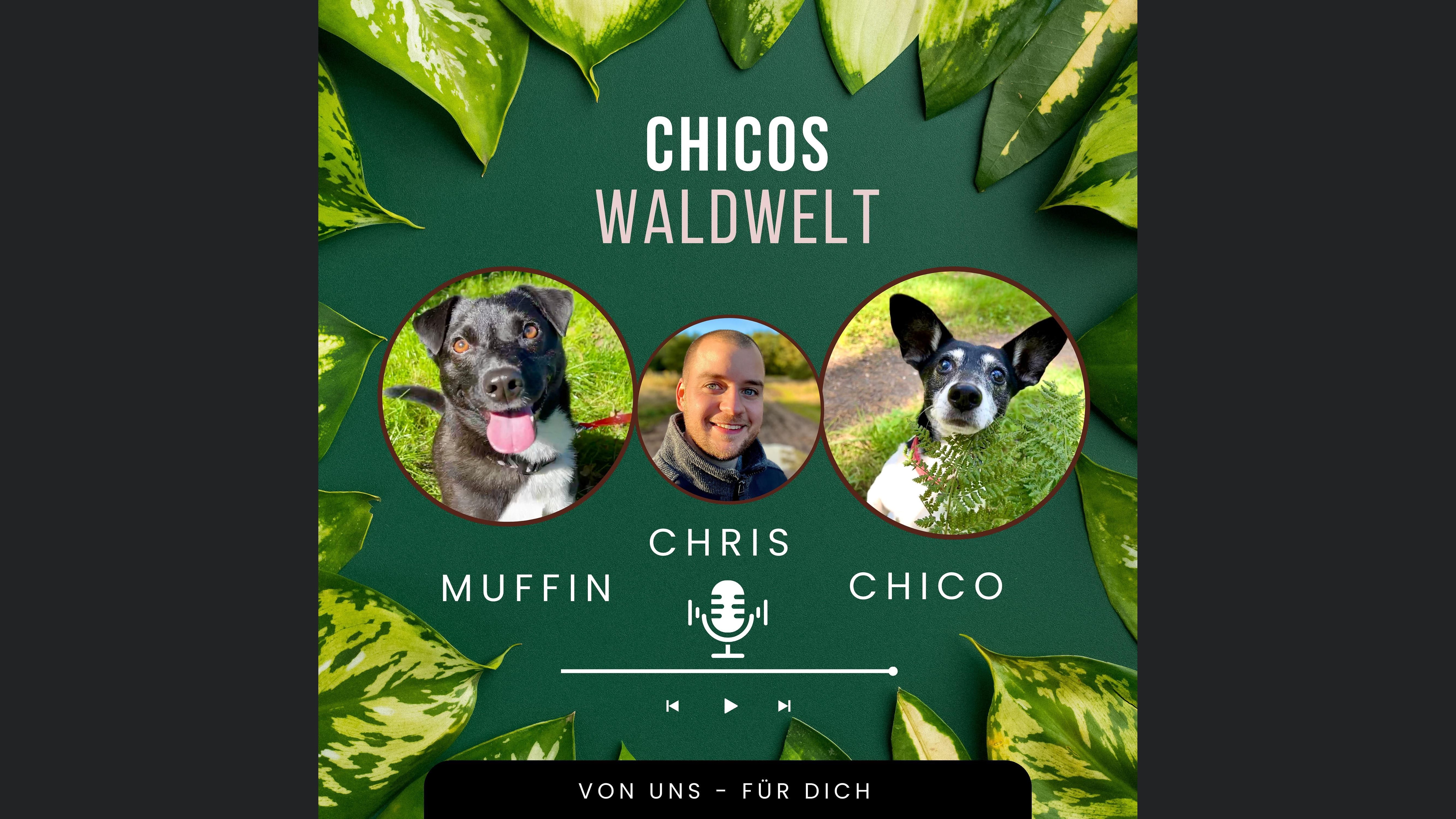 Chicos Waldwelt