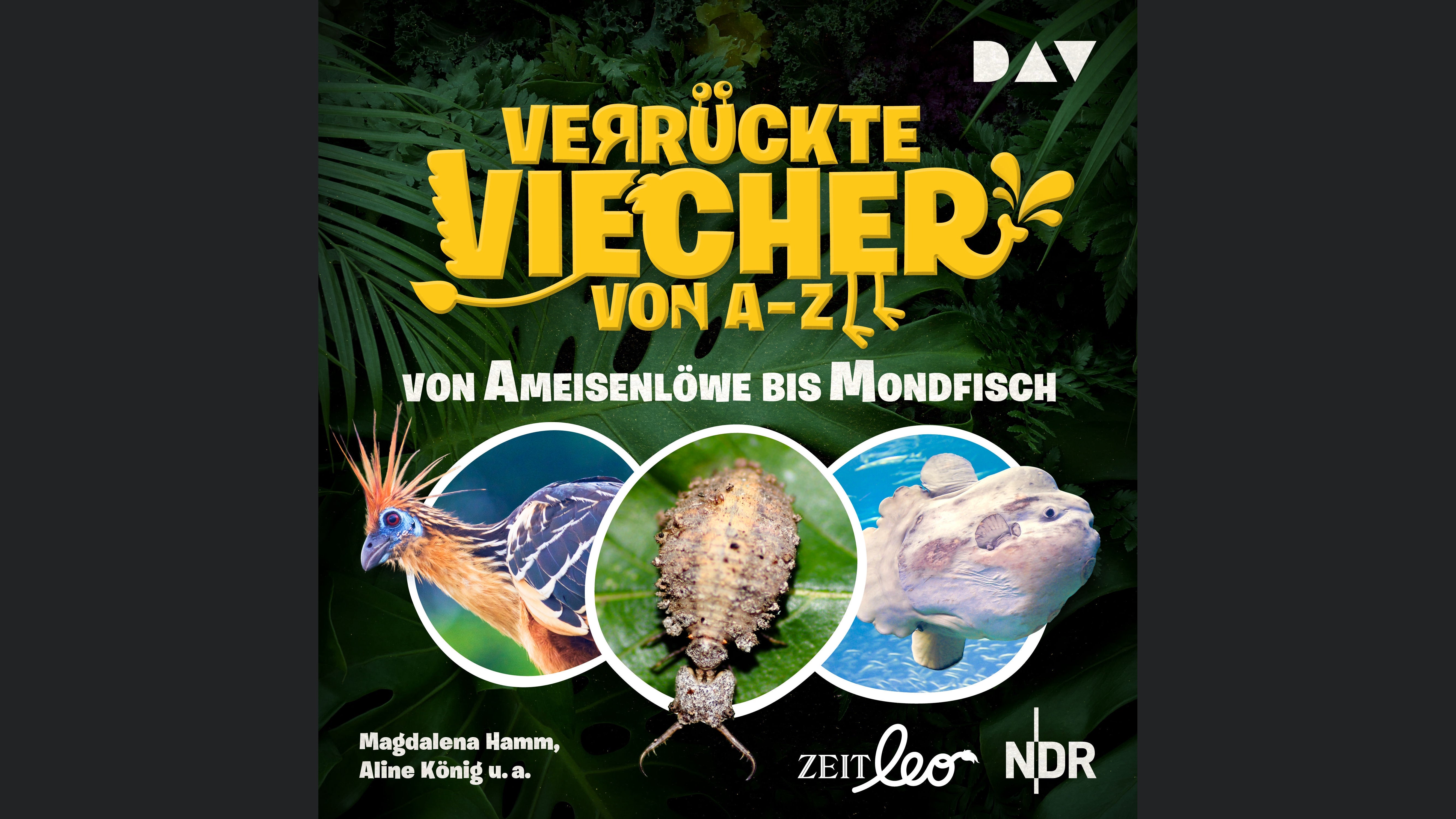Verrückte Viecher von A bis Z – Teil 1: Von Ameisenlöwe bis Mondfisch