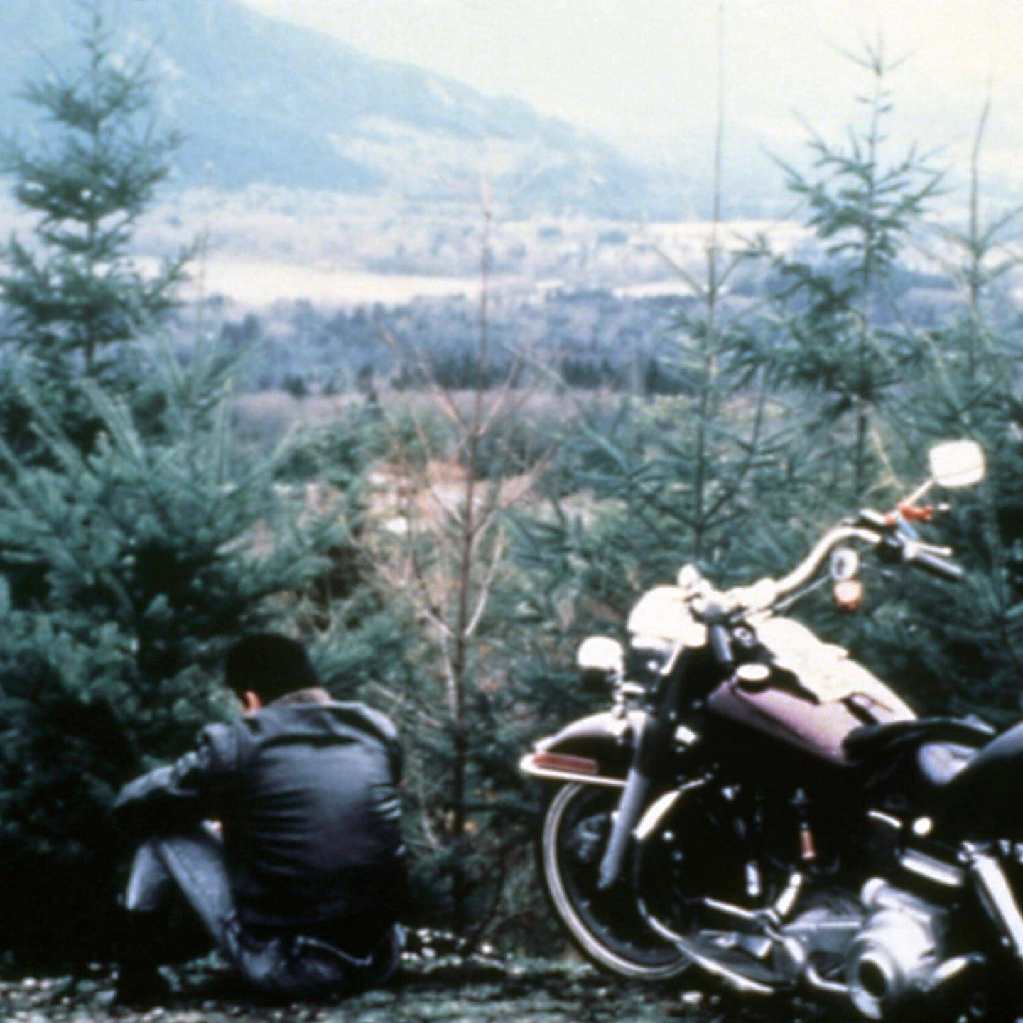 Twin Peaks – Lauras Licht im nebligen Nadelwald