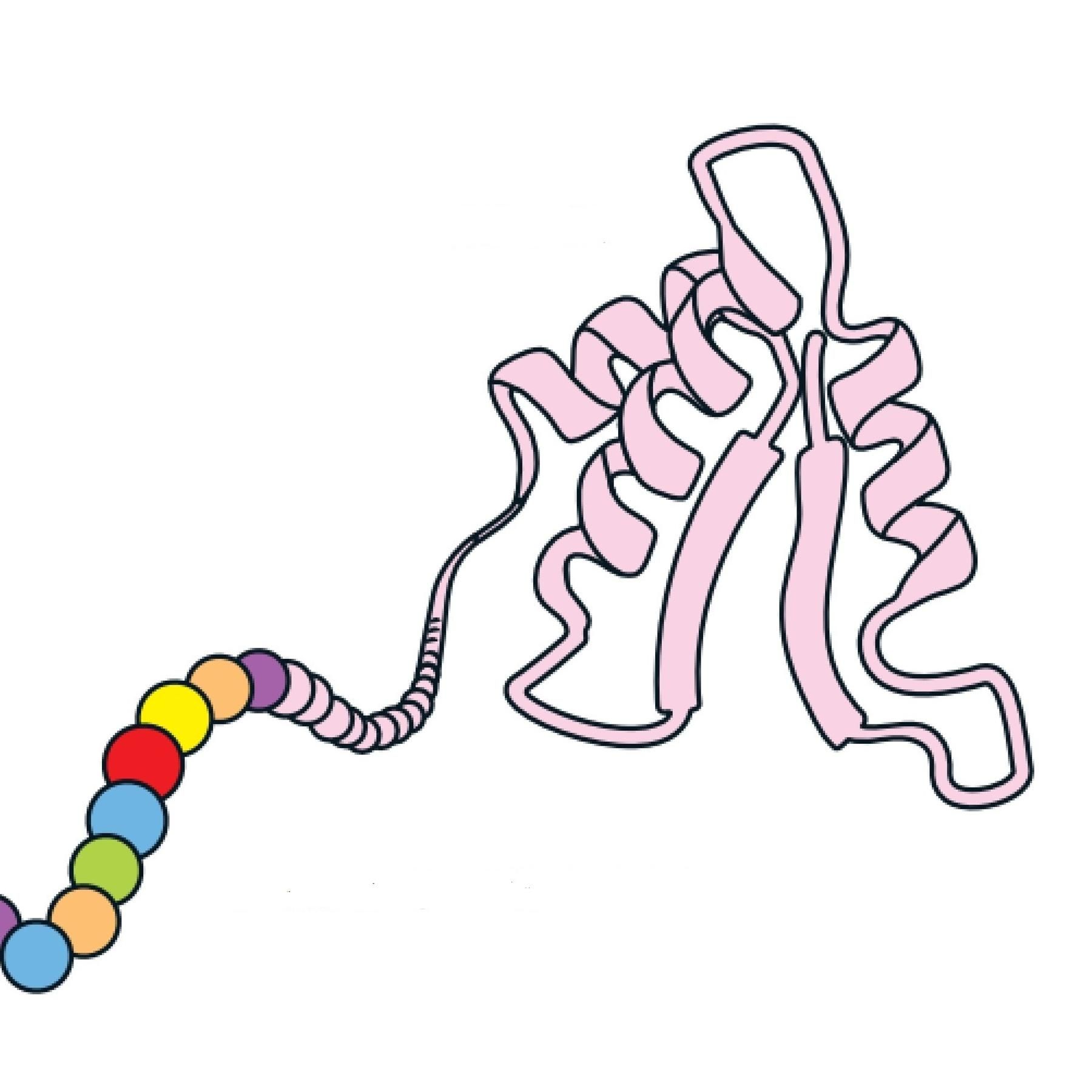 Die Protein-Zauberer - Chemie-Nobelpreis für Eiweißforscher
