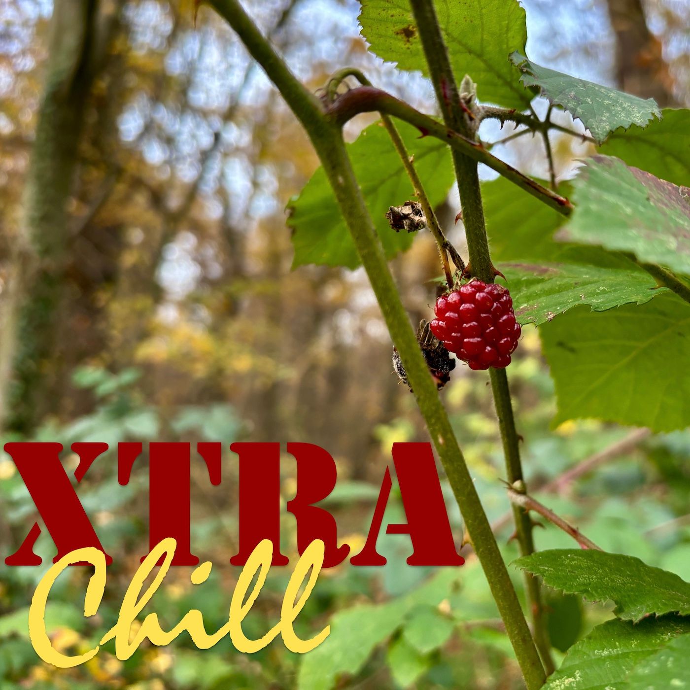 XtraChill 449
