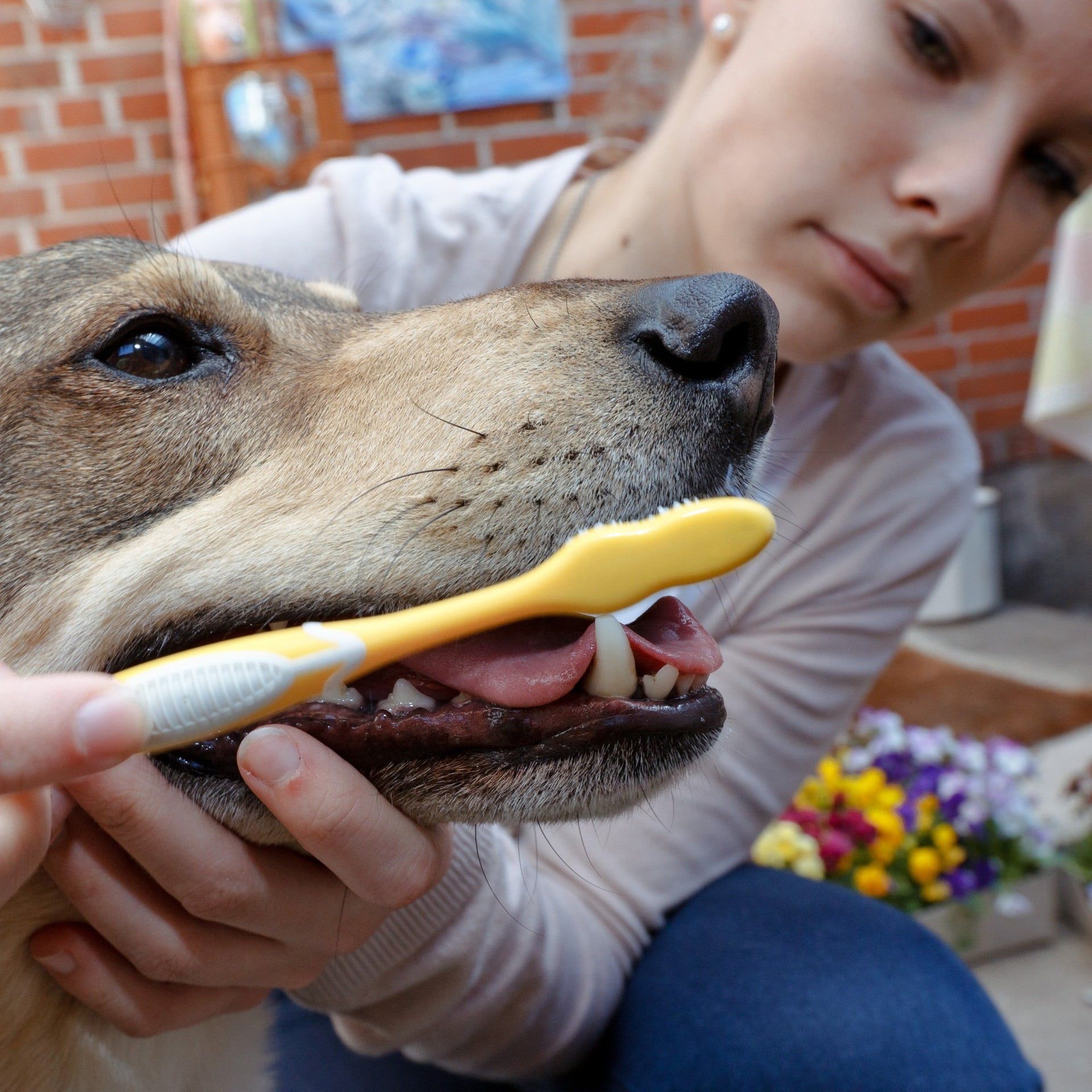 Muss ich Hund und Katze die Zähne putzen?