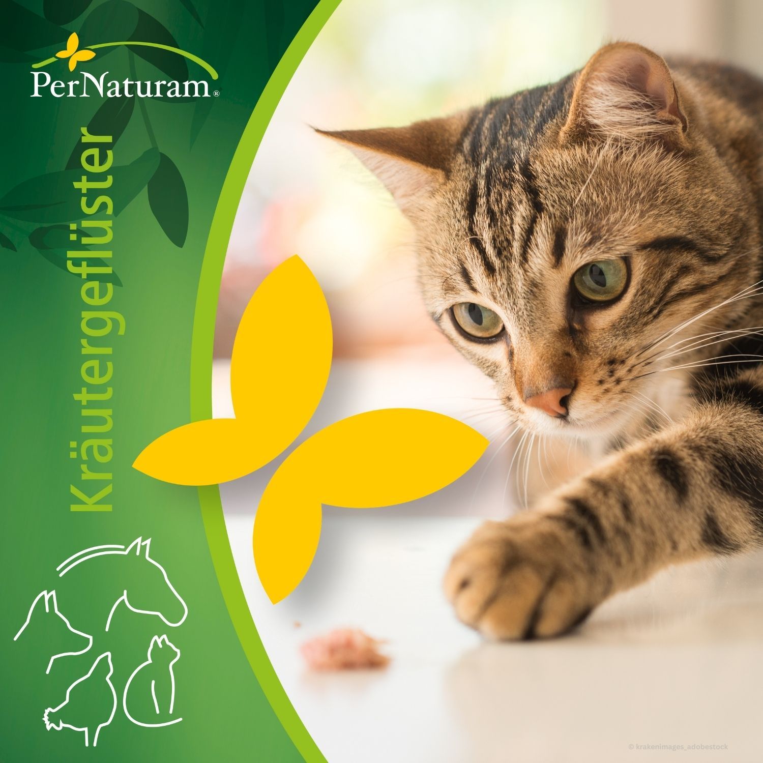 Was gehört in den Napf einer Katze