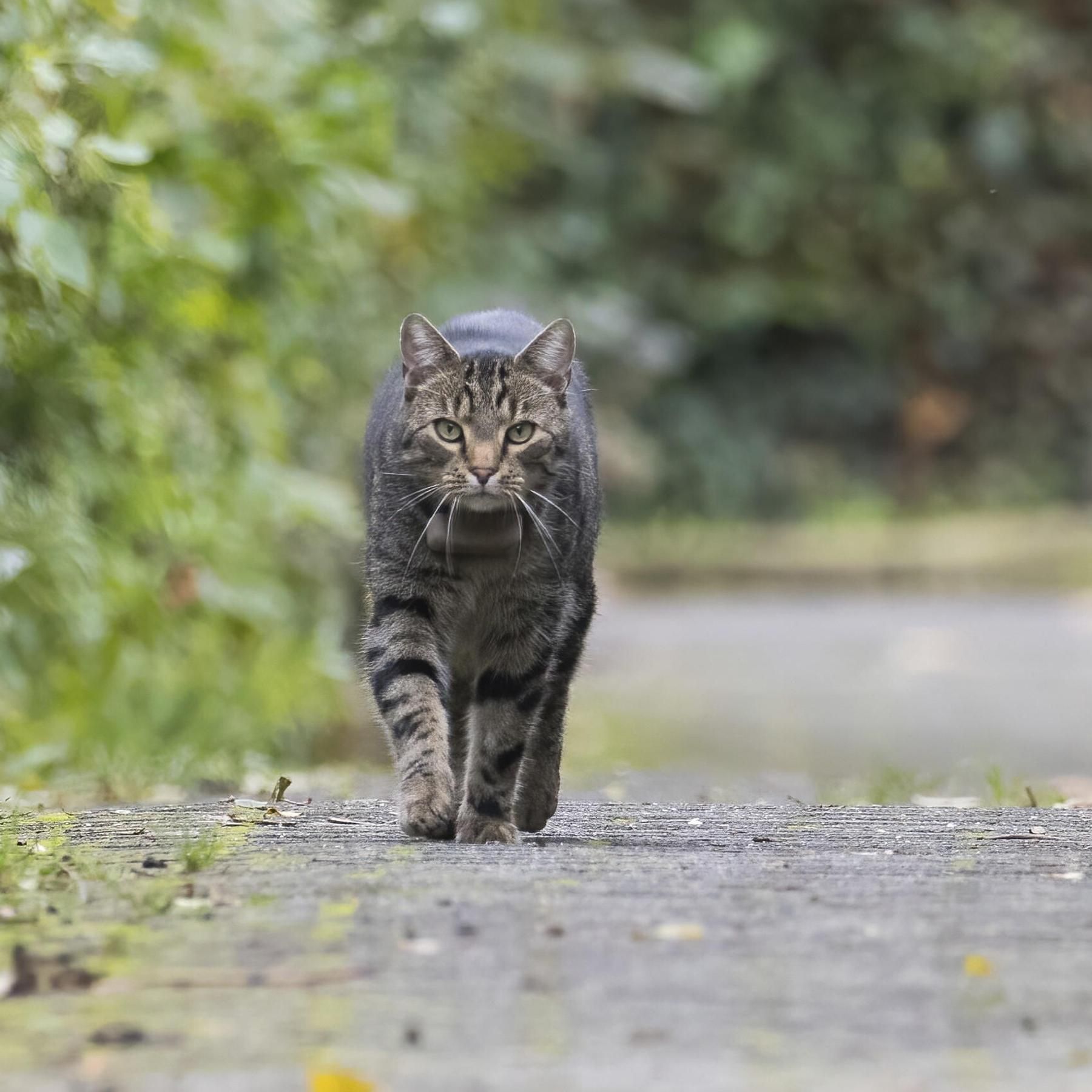 Hauskatzen - Es gibt sie in Europa erst seit 2000 Jahren