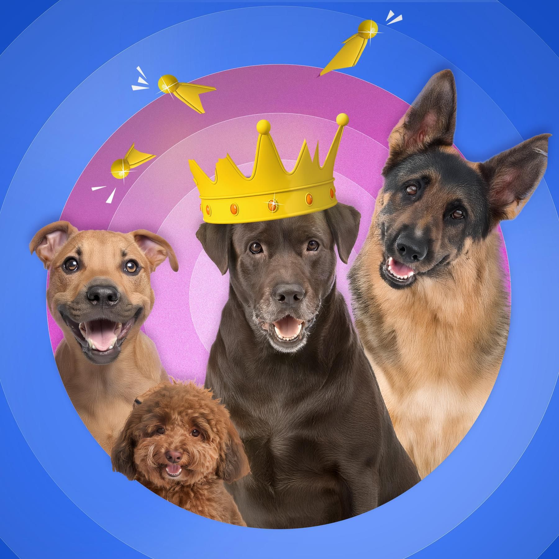 (6/12) Hunde – Hat Nico den richtigen Riecher fürs Gebell?