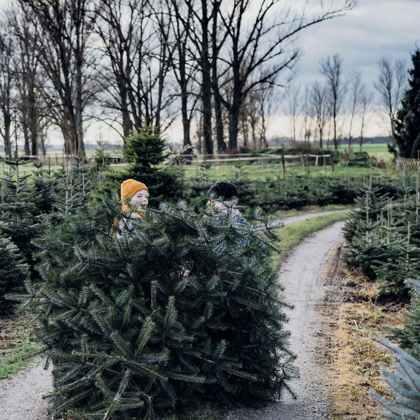 Der allerbeste Weihnachtsbaum