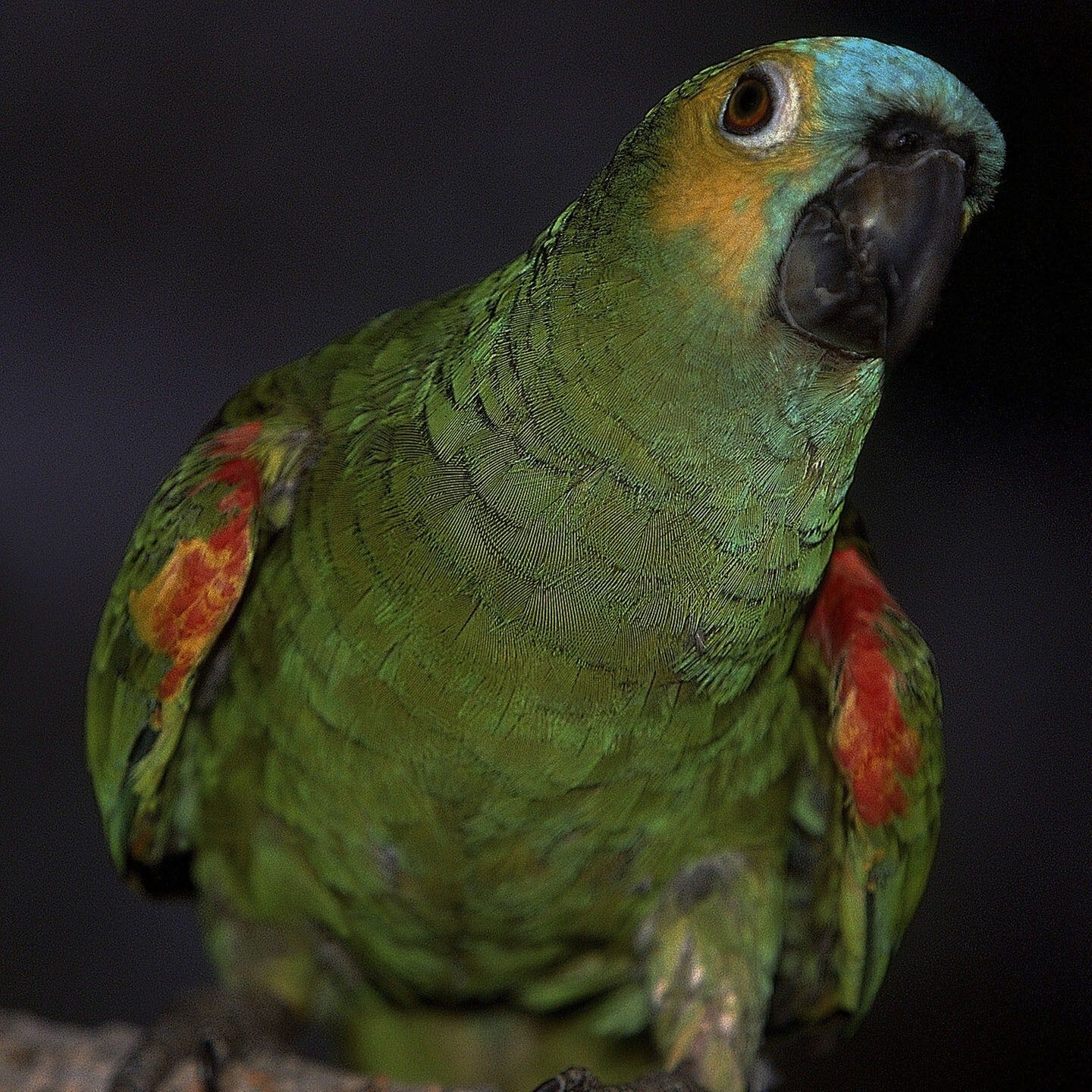 Die Tierdocs: Vogel ist gruselig