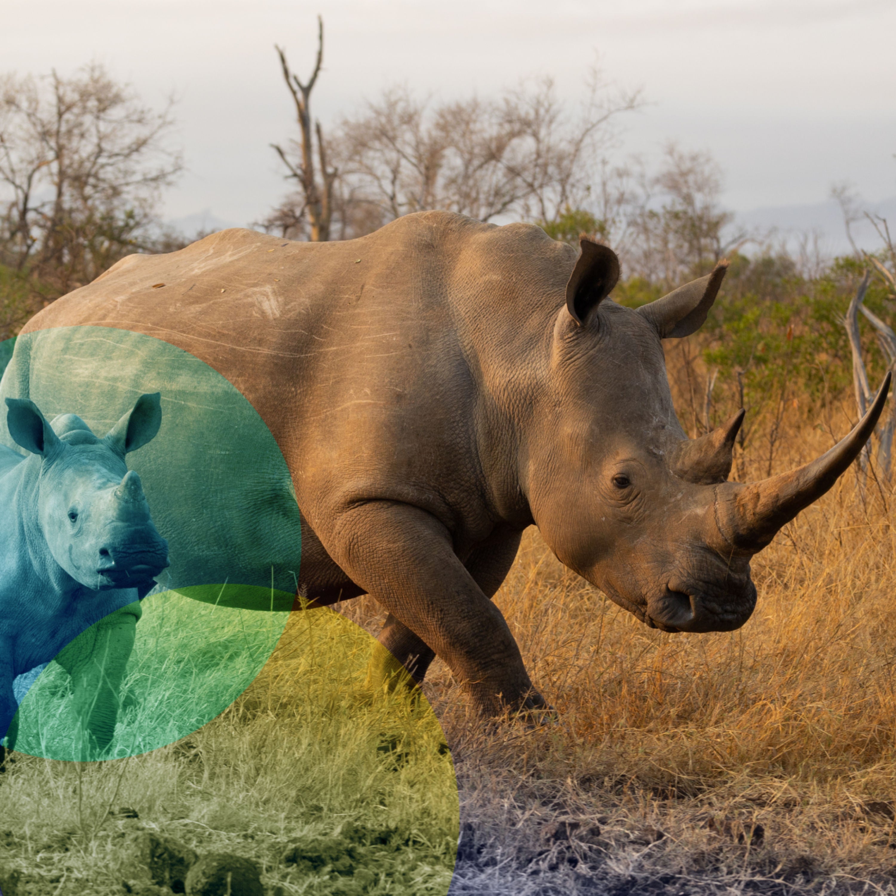 Kostbar oder köstlich - wie schützen wir bedrohte Tiere?