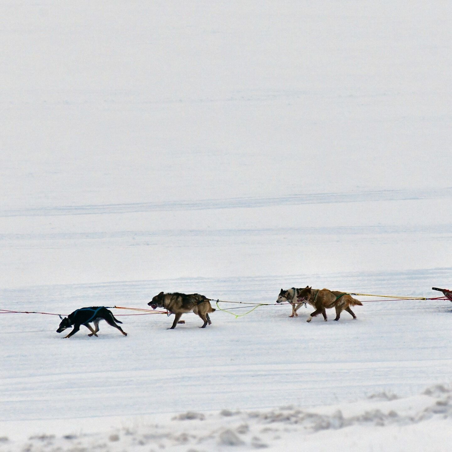 Tuten Gag: Hittenschlunde / Schlittenhunde