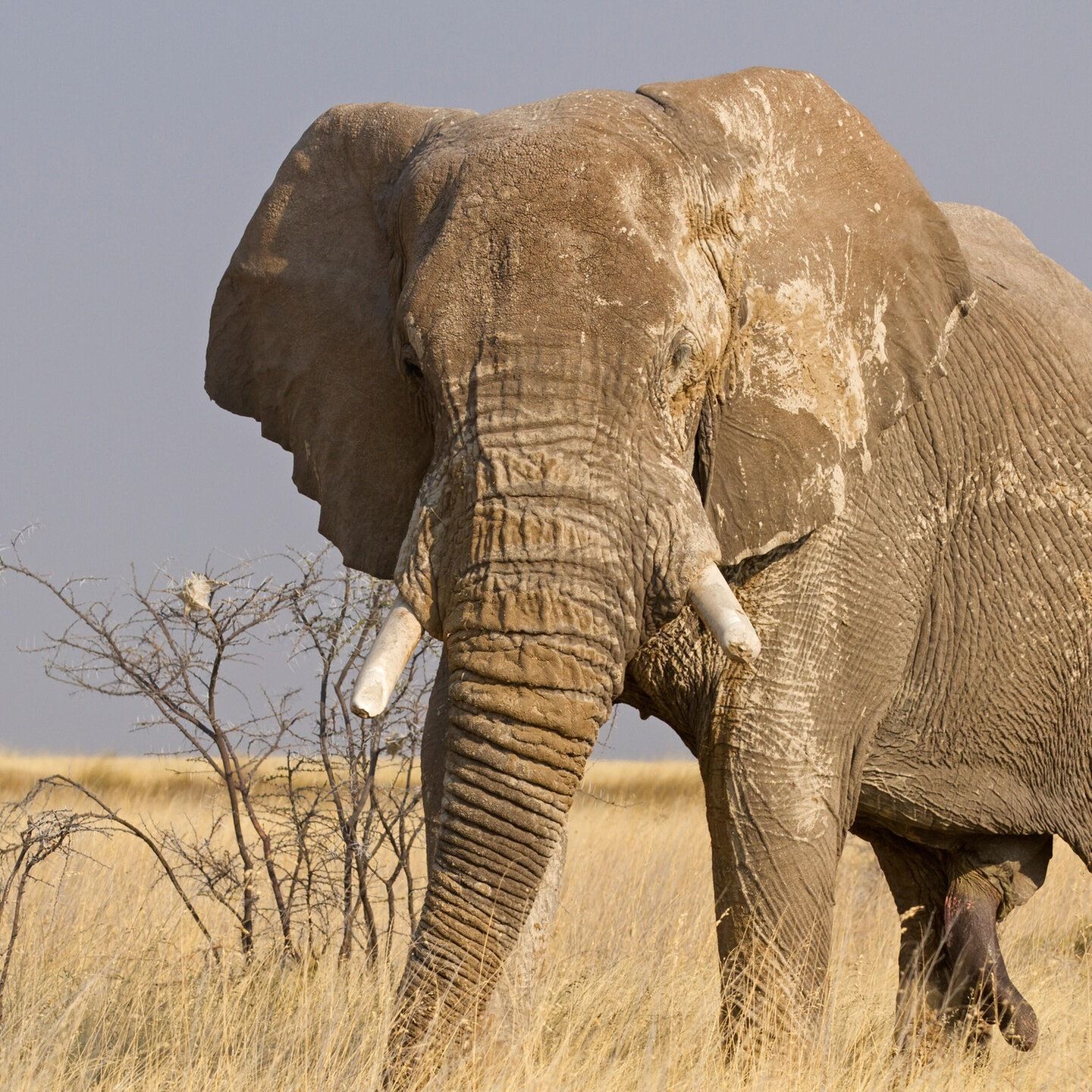 Die Tierdocs: Elefant wird nicht beachtet