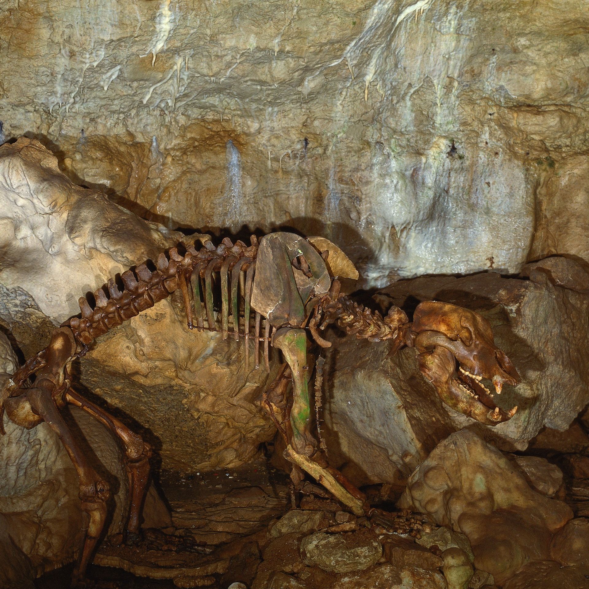 27.12.1949: Karl August Bez entdeckt die Bärenhöhle